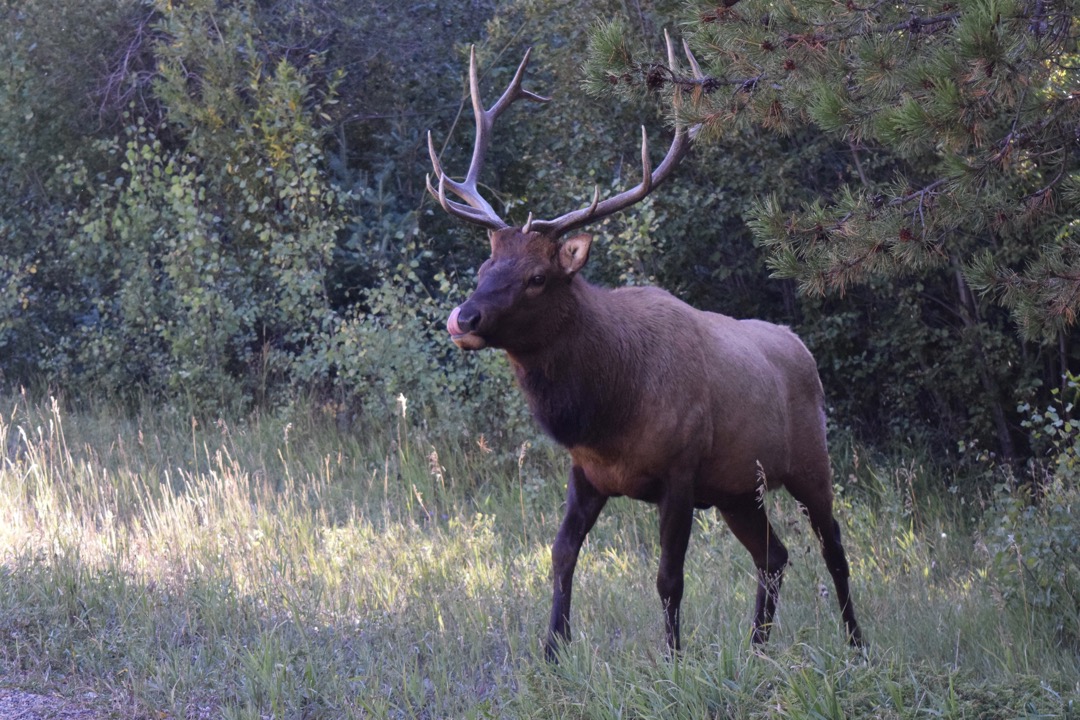 Beautiful elk