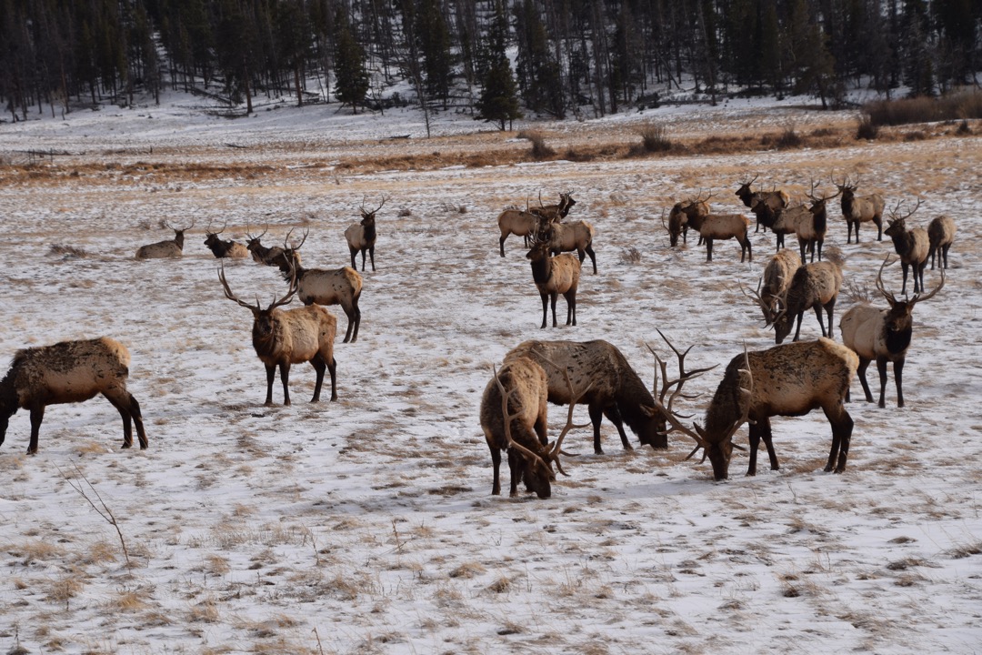 Elk at Rocky Mountain National Park, Sheep Lakes