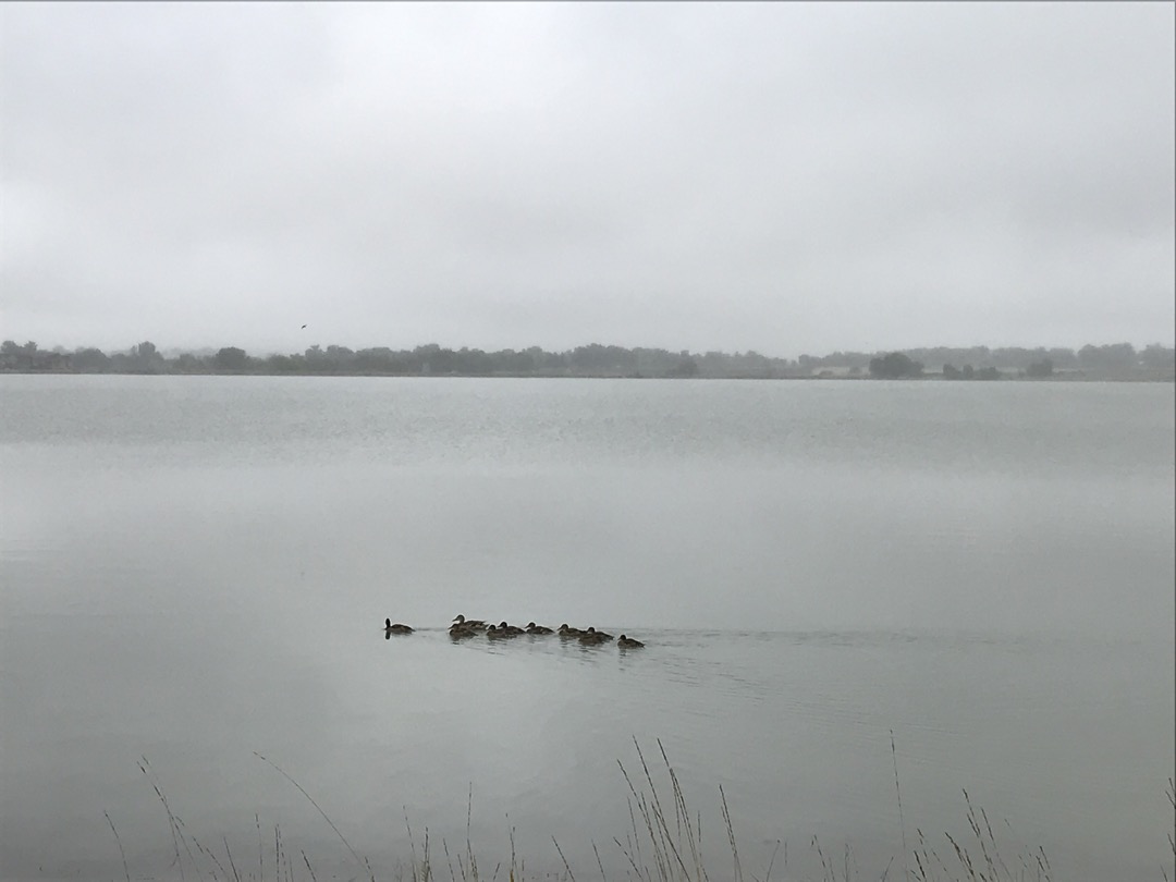 Ducks on a misty morning lake