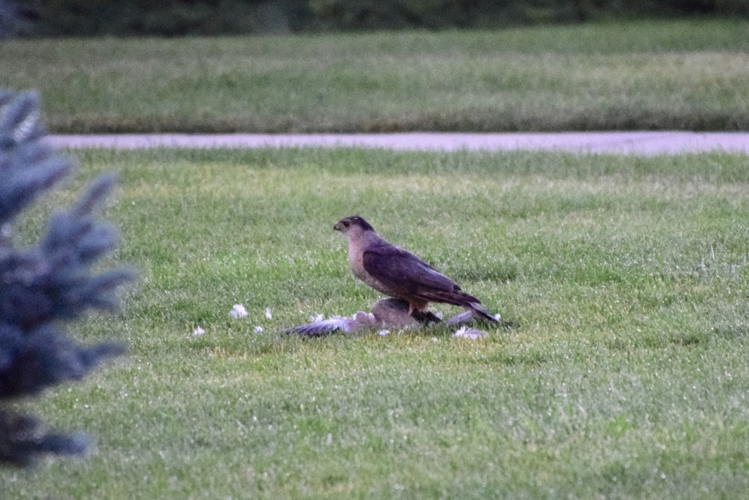Hawk with its prey on a neighbor's lawn