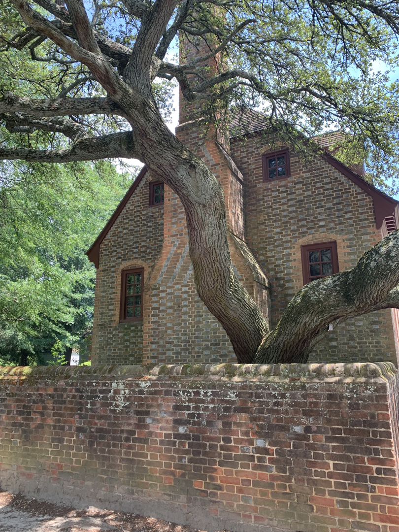 Beautiful old tree in Colonial Williamsburg