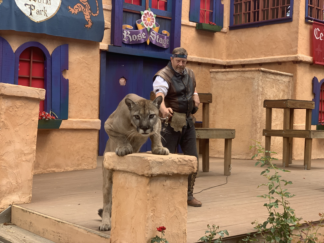 Spotted by the mountain lion at the Colorado Renaissance Festival