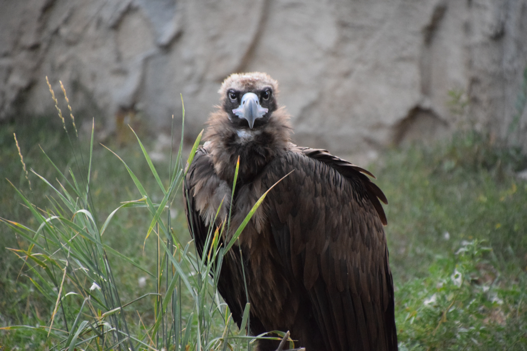 Judgmental vulture, Denver Zoo