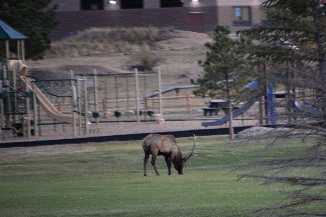 Elk by the playground, Estes Park