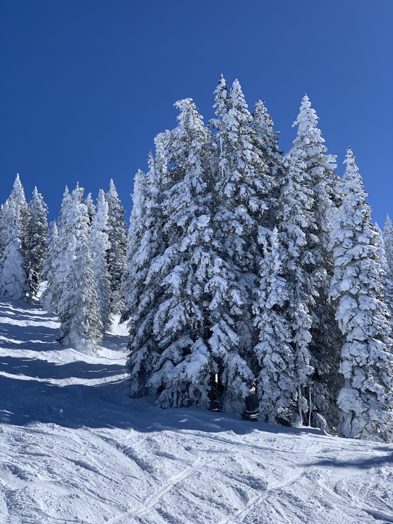 Ghost trees and bluebird skies at Steamboat Springs