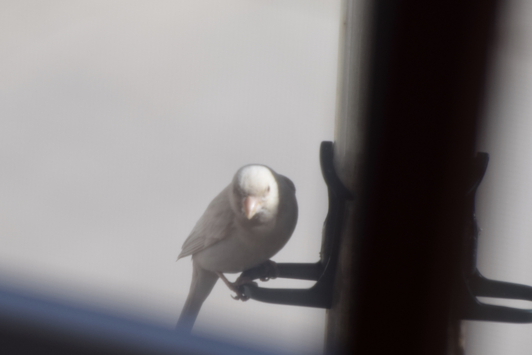Possibly an albino finch