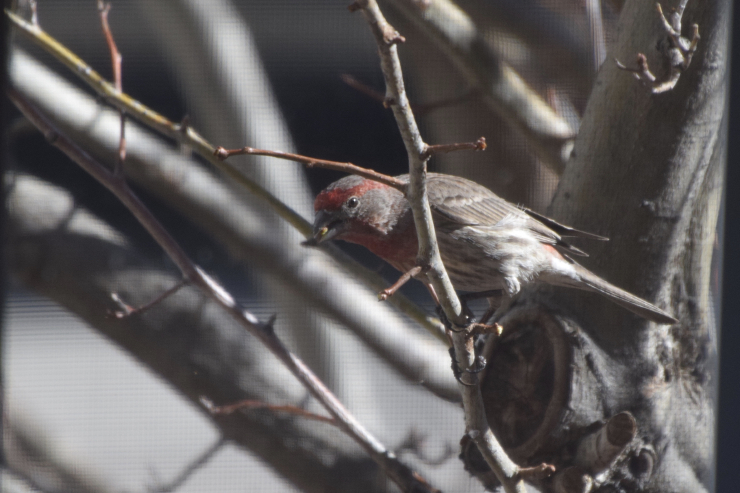 House finch with a seed, through the screen