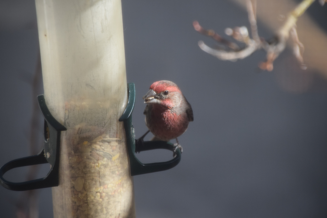 House finch with seed