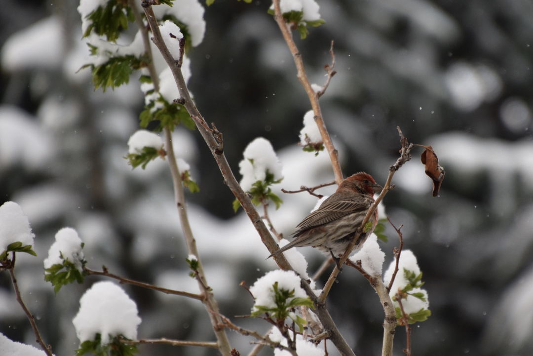 House finch and light snow