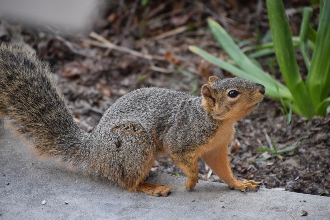 Curious squirrel under the bird feeder