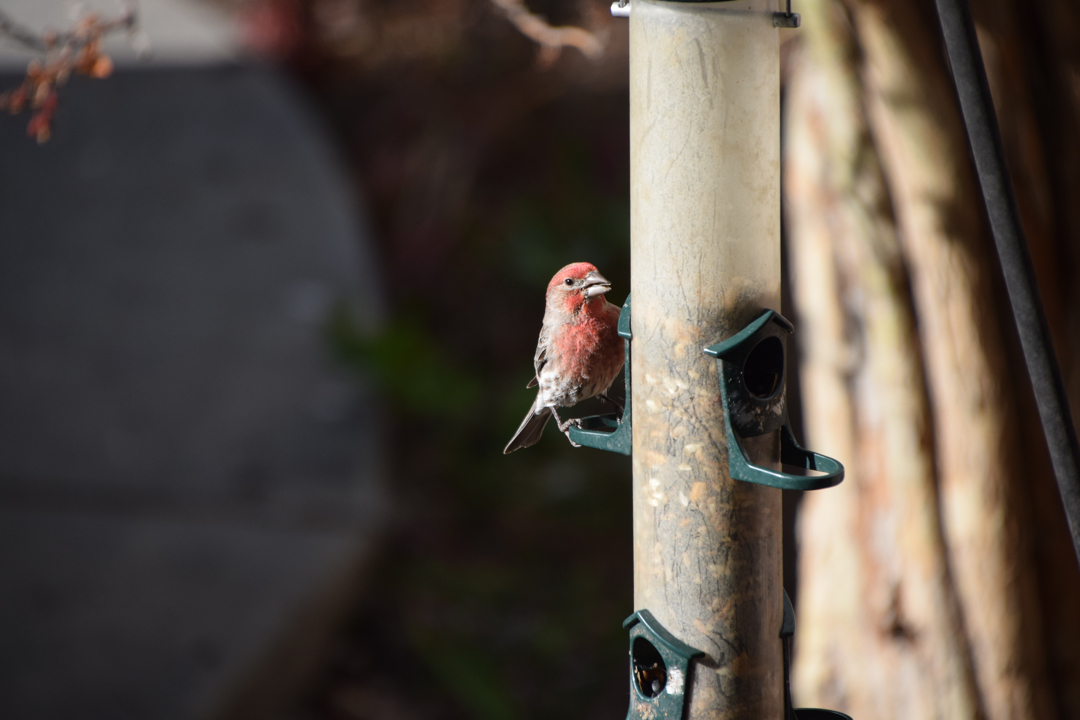 House finch with a seed