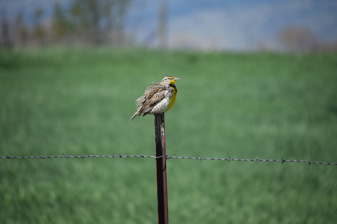 Western meadowlark