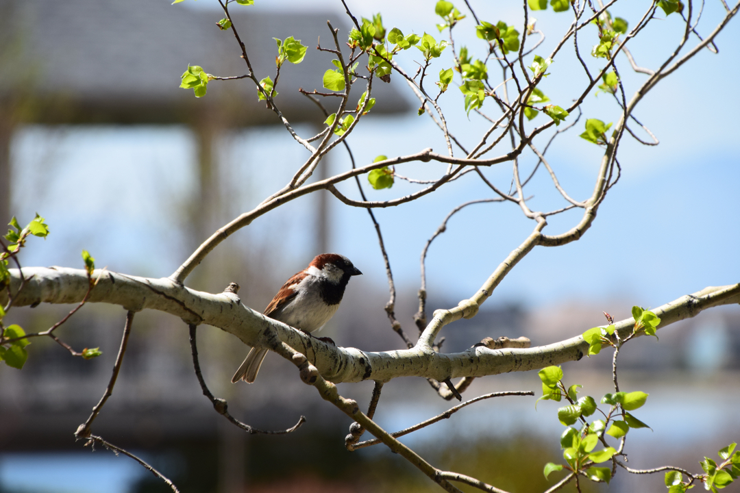 House sparrow in an aspen