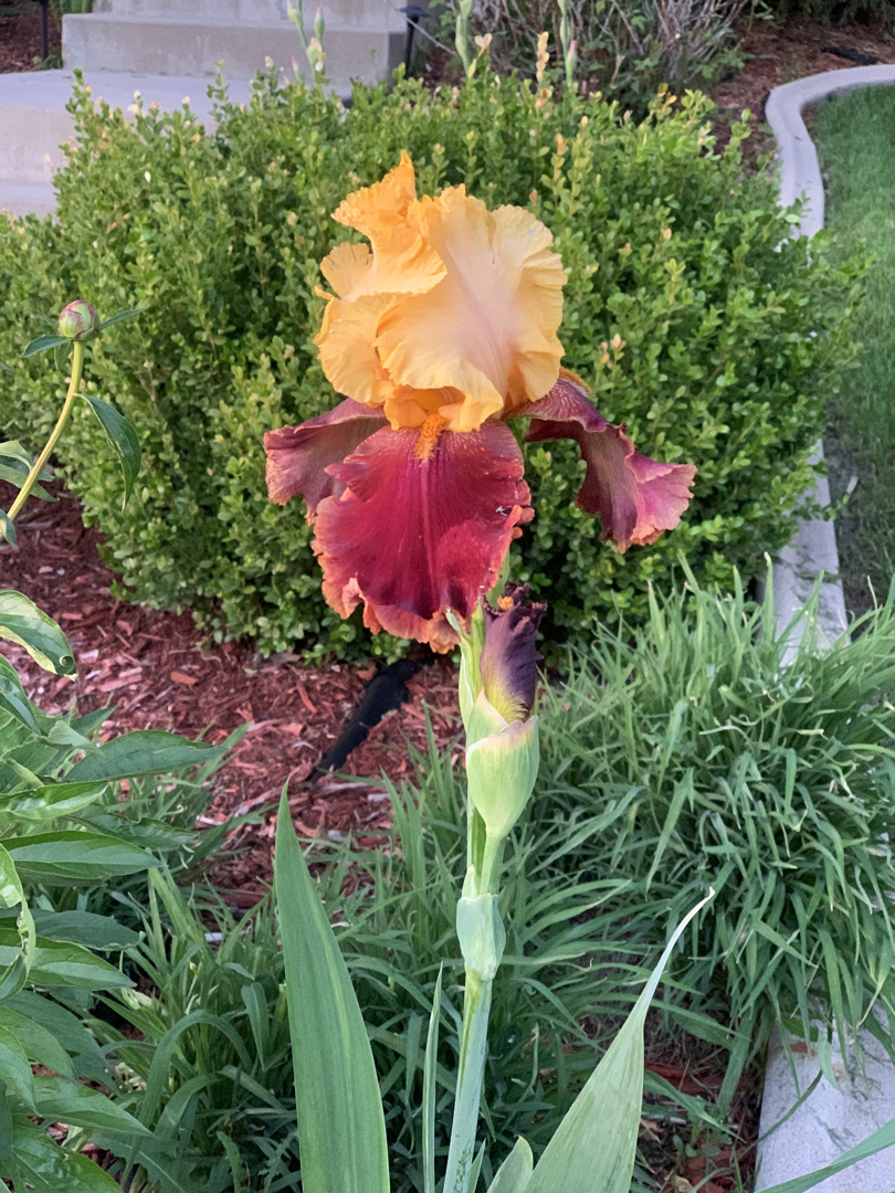 Front yard iris