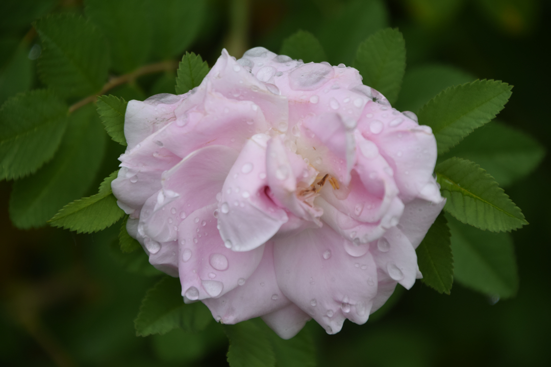 Yampa River Botanic Park rose