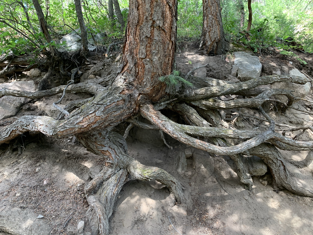 Roots, Mad Creek Trail