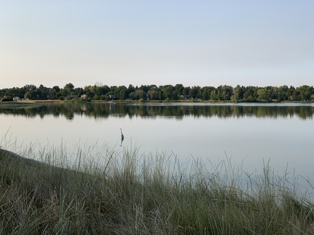 Reflecting heron at McIntosh Lake
