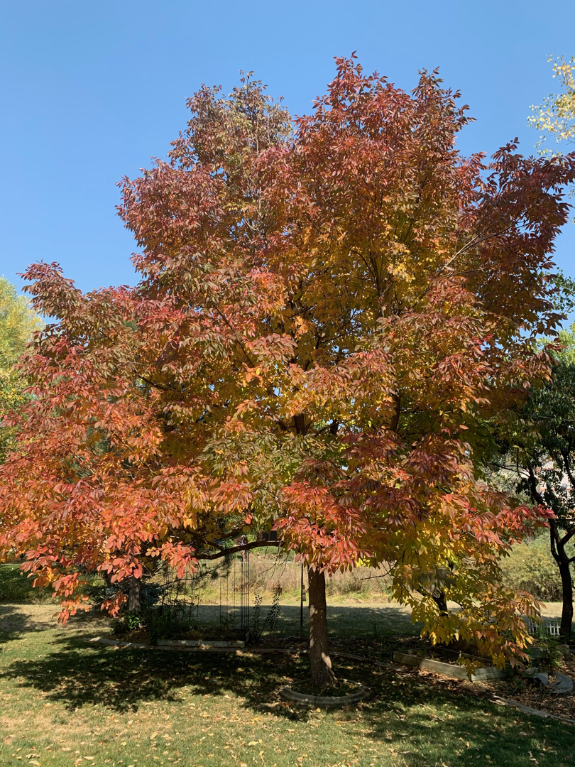 Fall ash tree