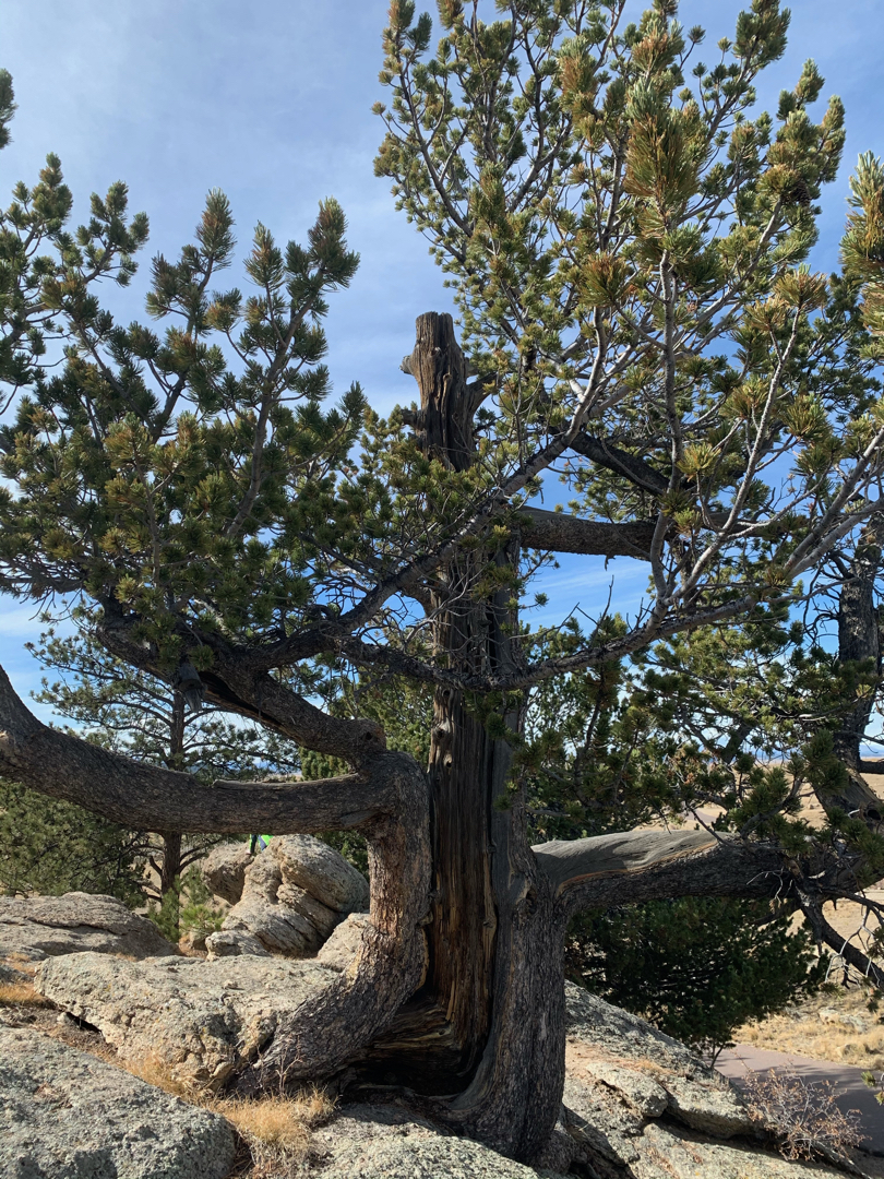 Interesting pine tree