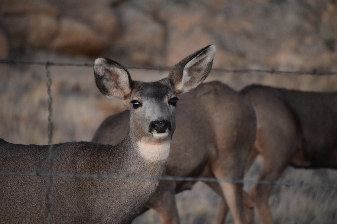 Beautiful big-eared deer