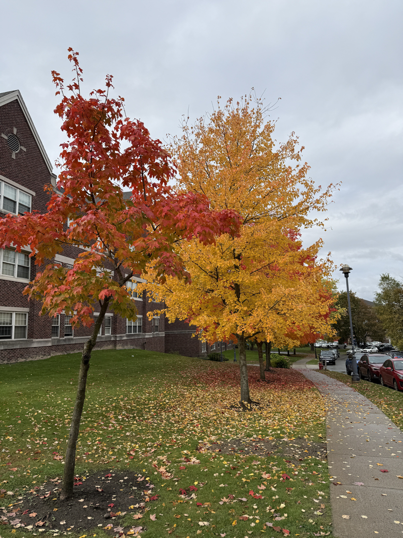 Colorful trees in Troy, NY