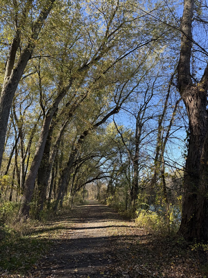 Tree tunnel