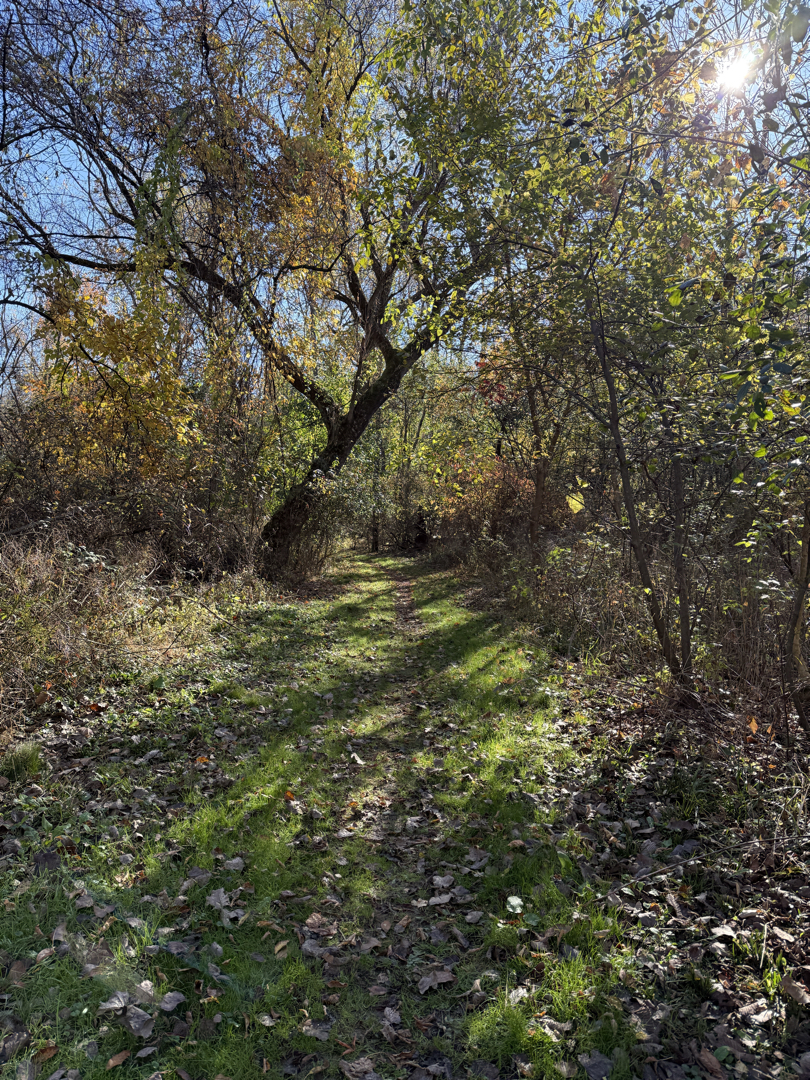 Grassy trail