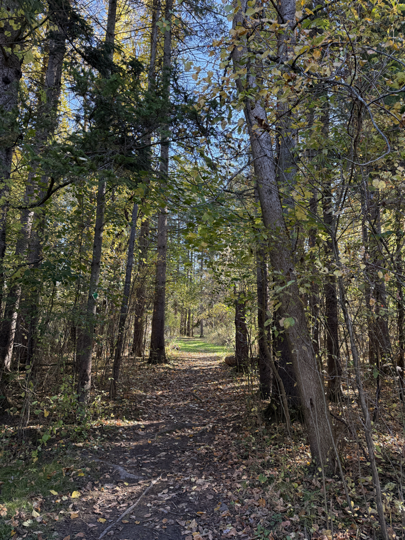 Tall spruce
