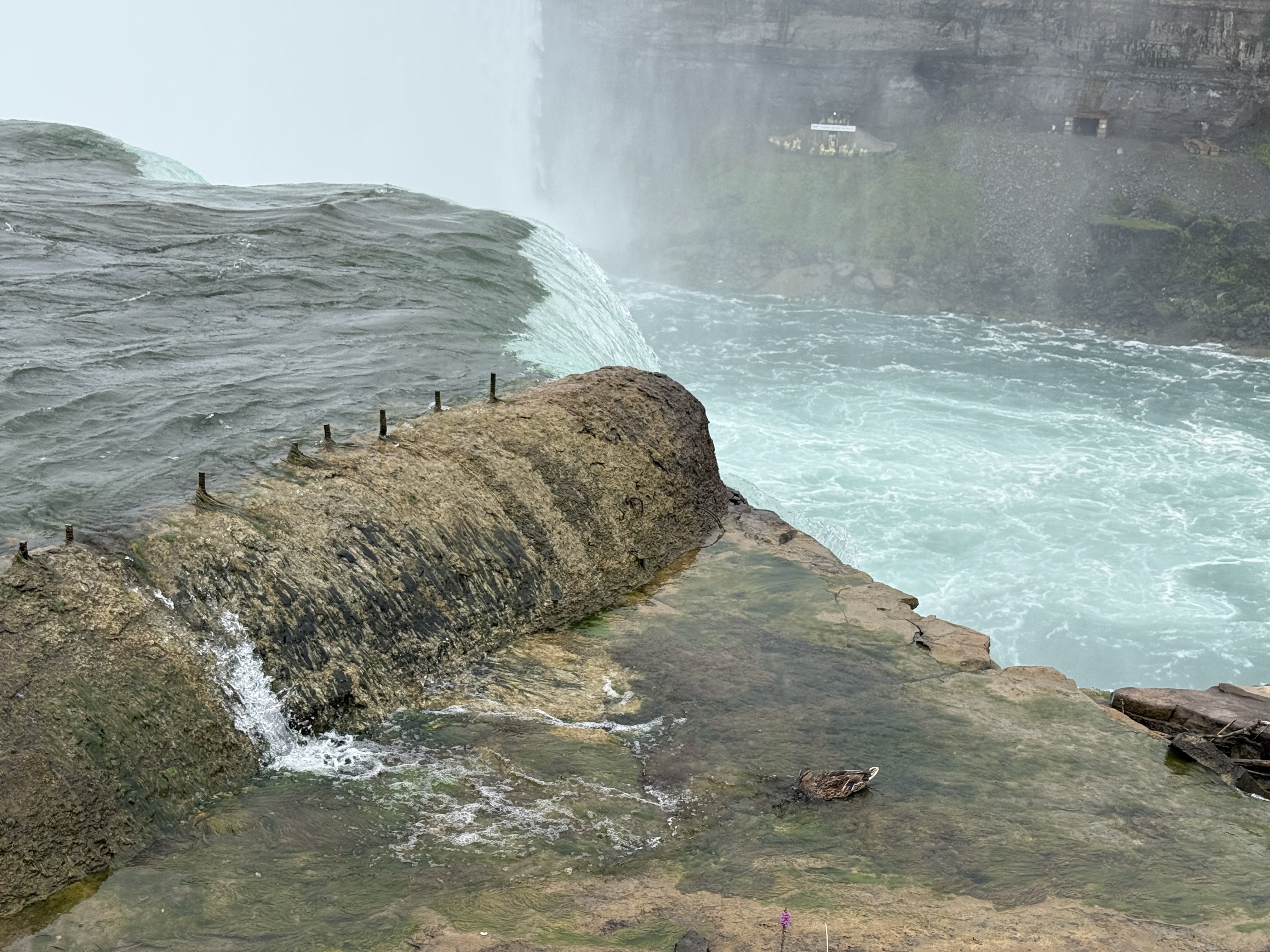Daring duck by the Horseshoe Falls