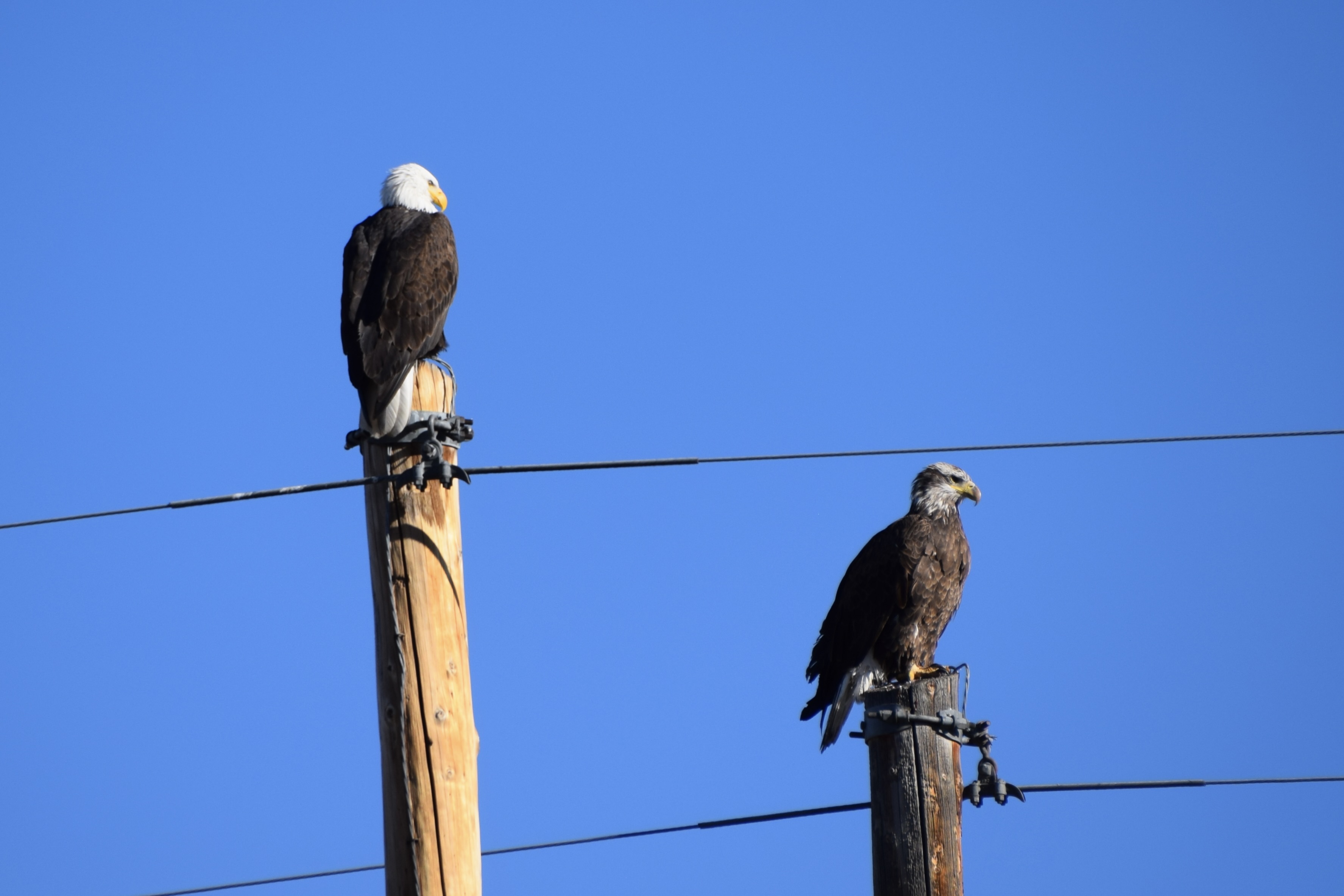 Mature and immature Bald Eagles