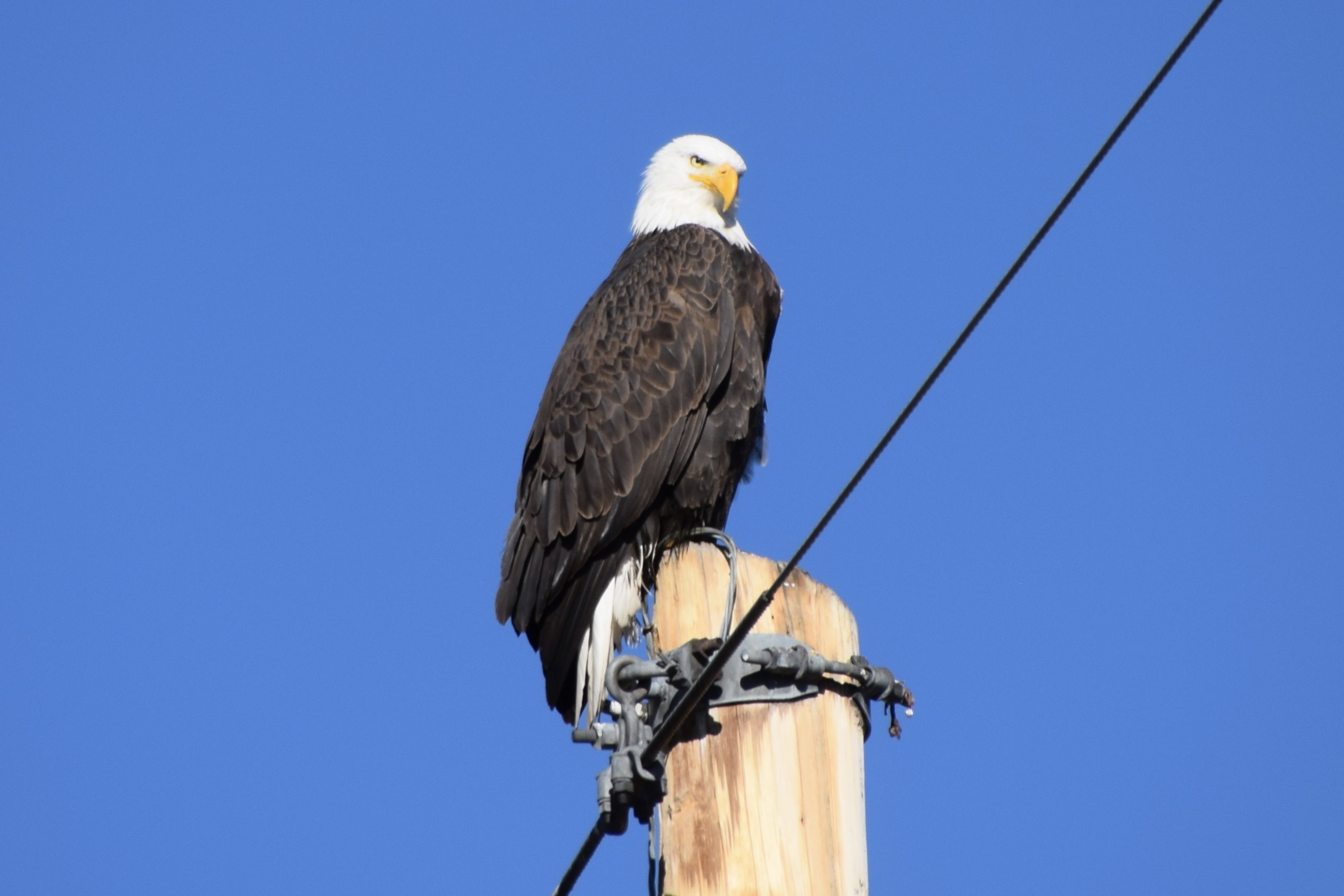 Bald Eagle on a pole