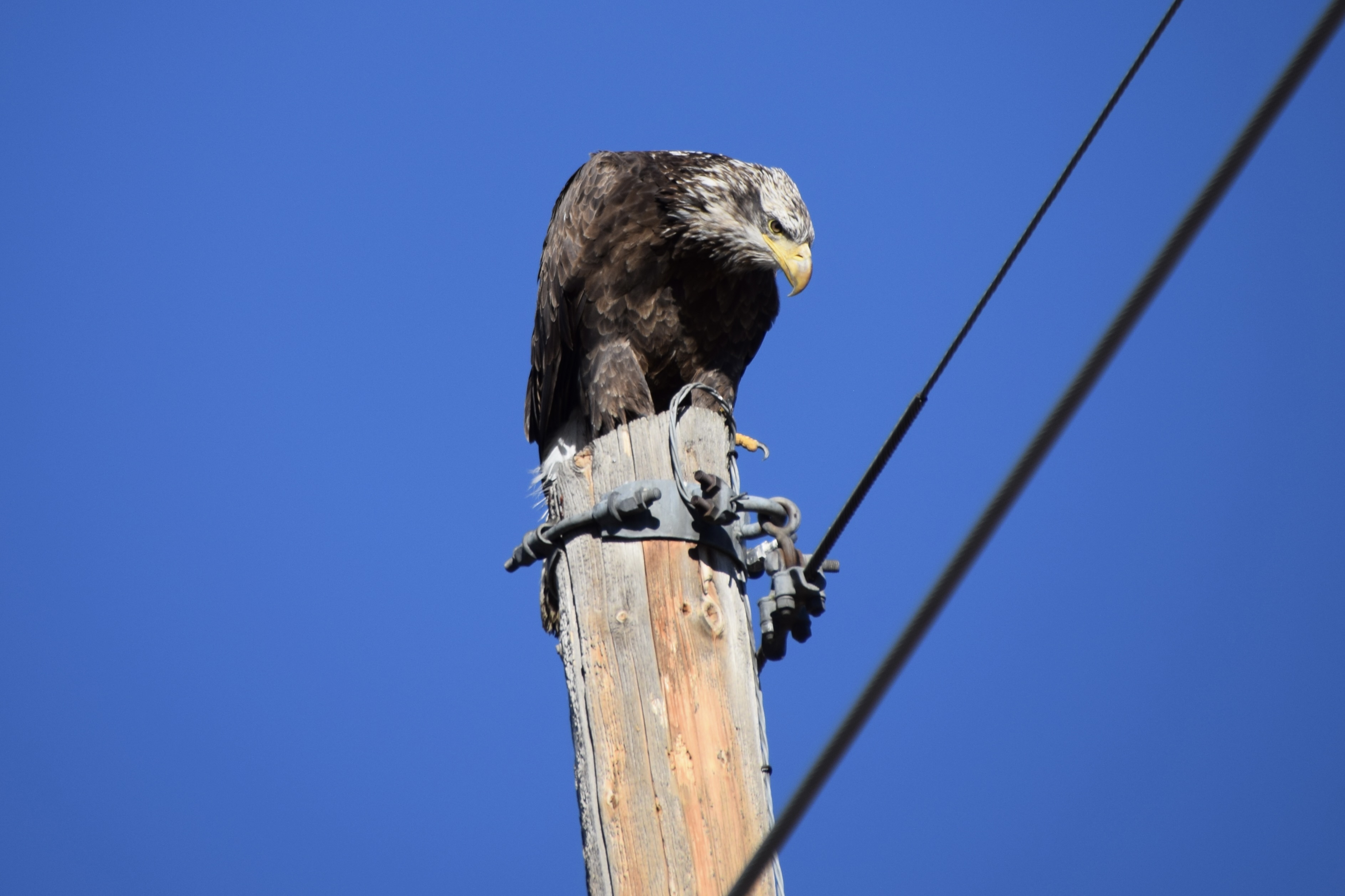 Immature Bald Eagle looks up from a snack
