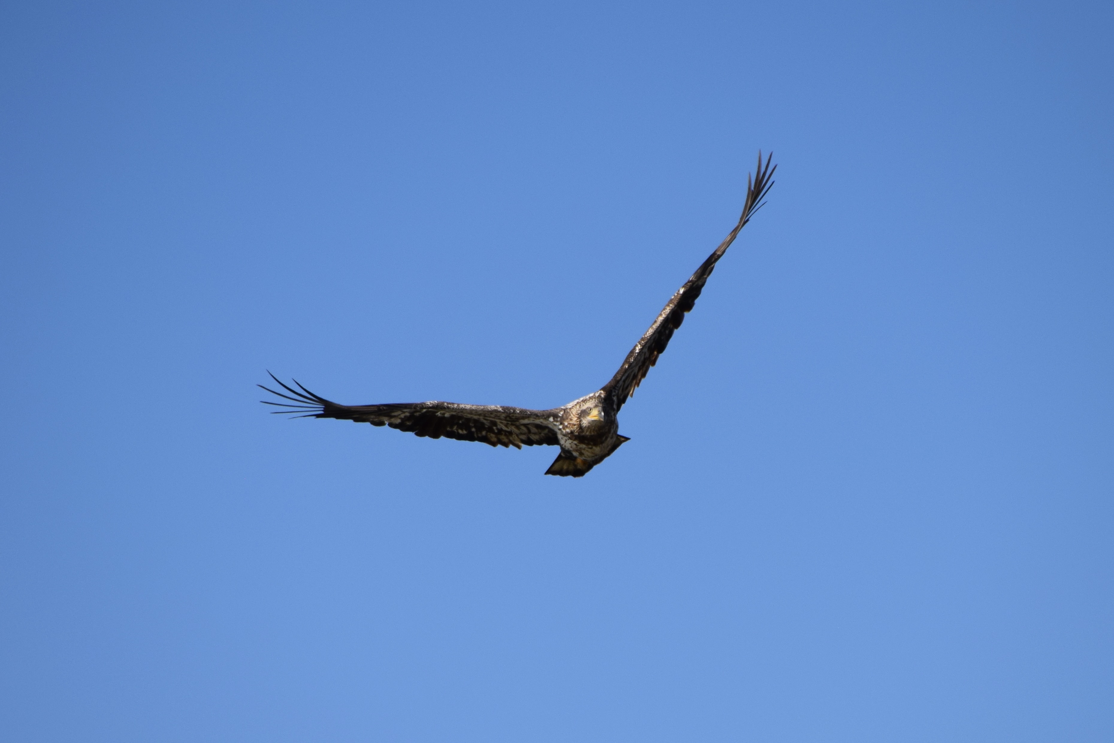 Against the blue sky