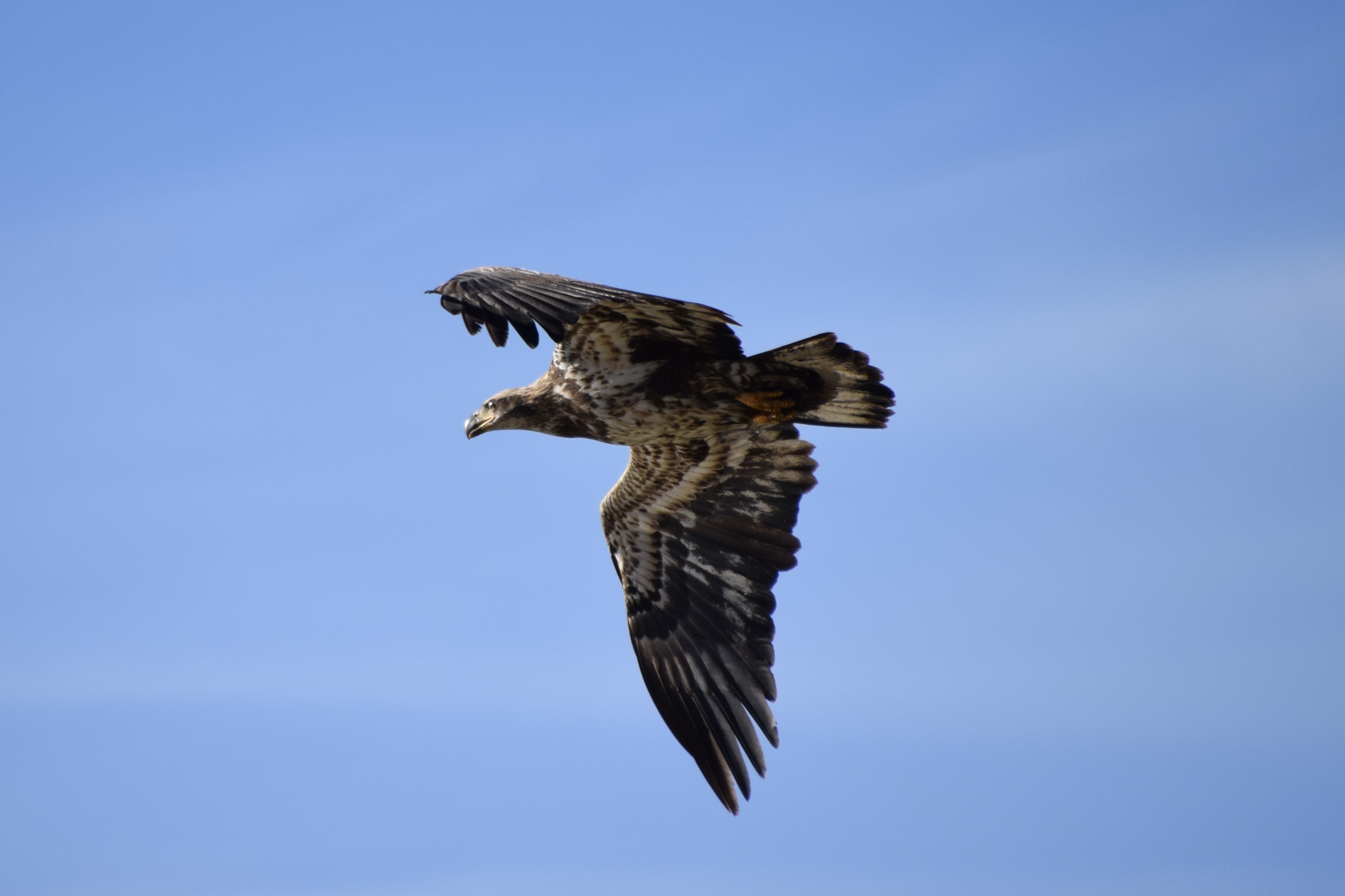 Underside of an eagle, feet tucked