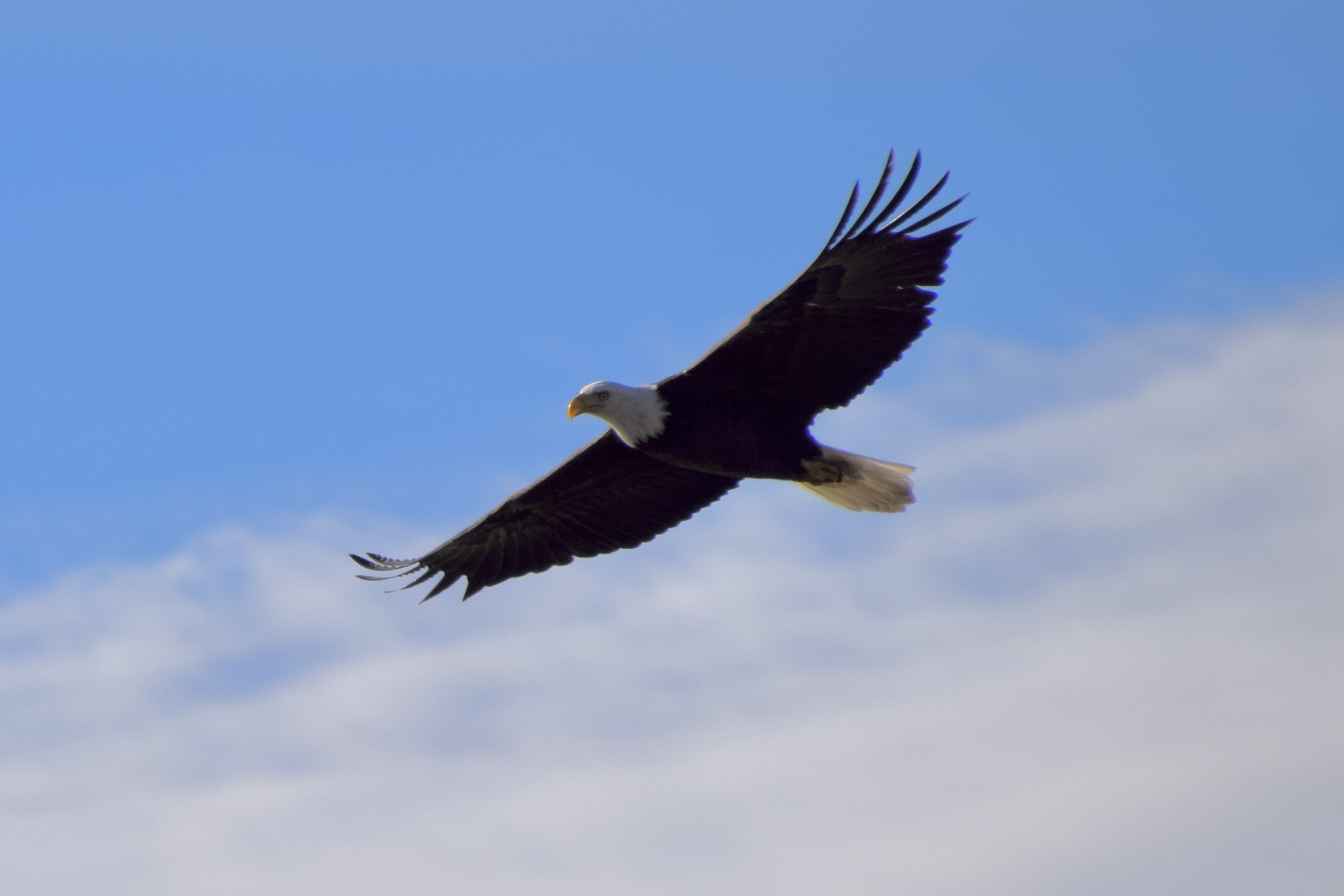 Wing tips spread