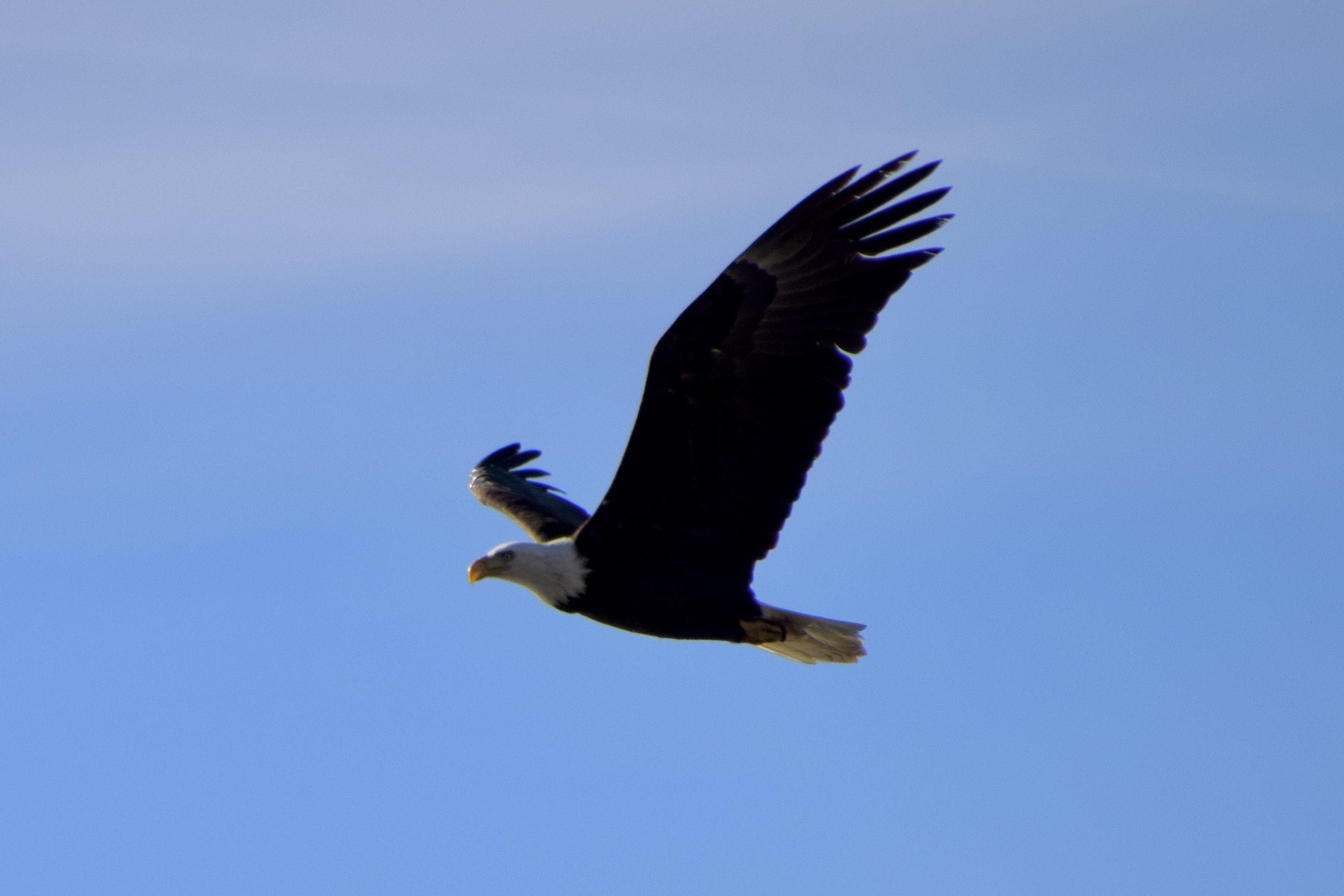 In flight