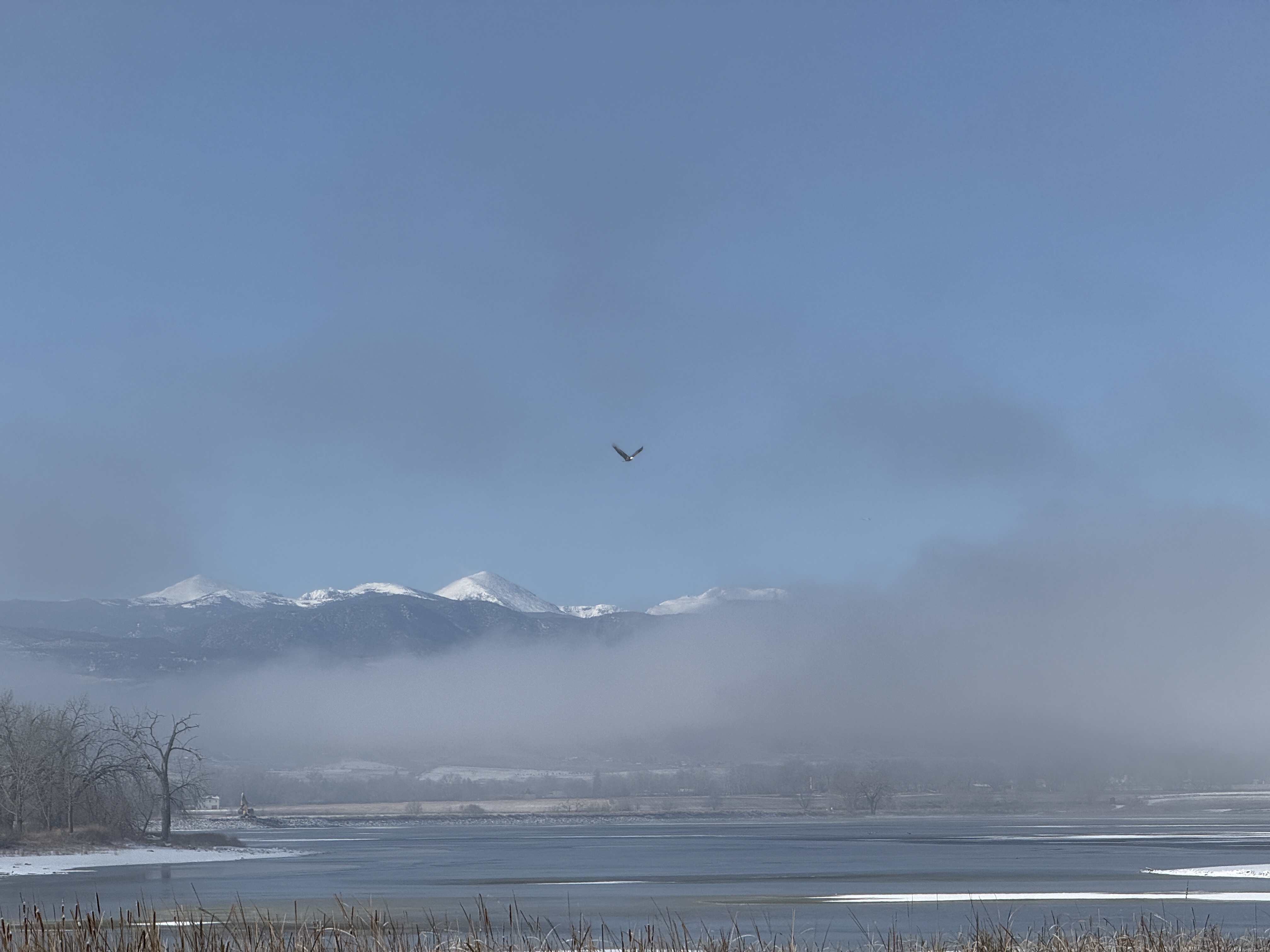 A bald eagle flies over the fog