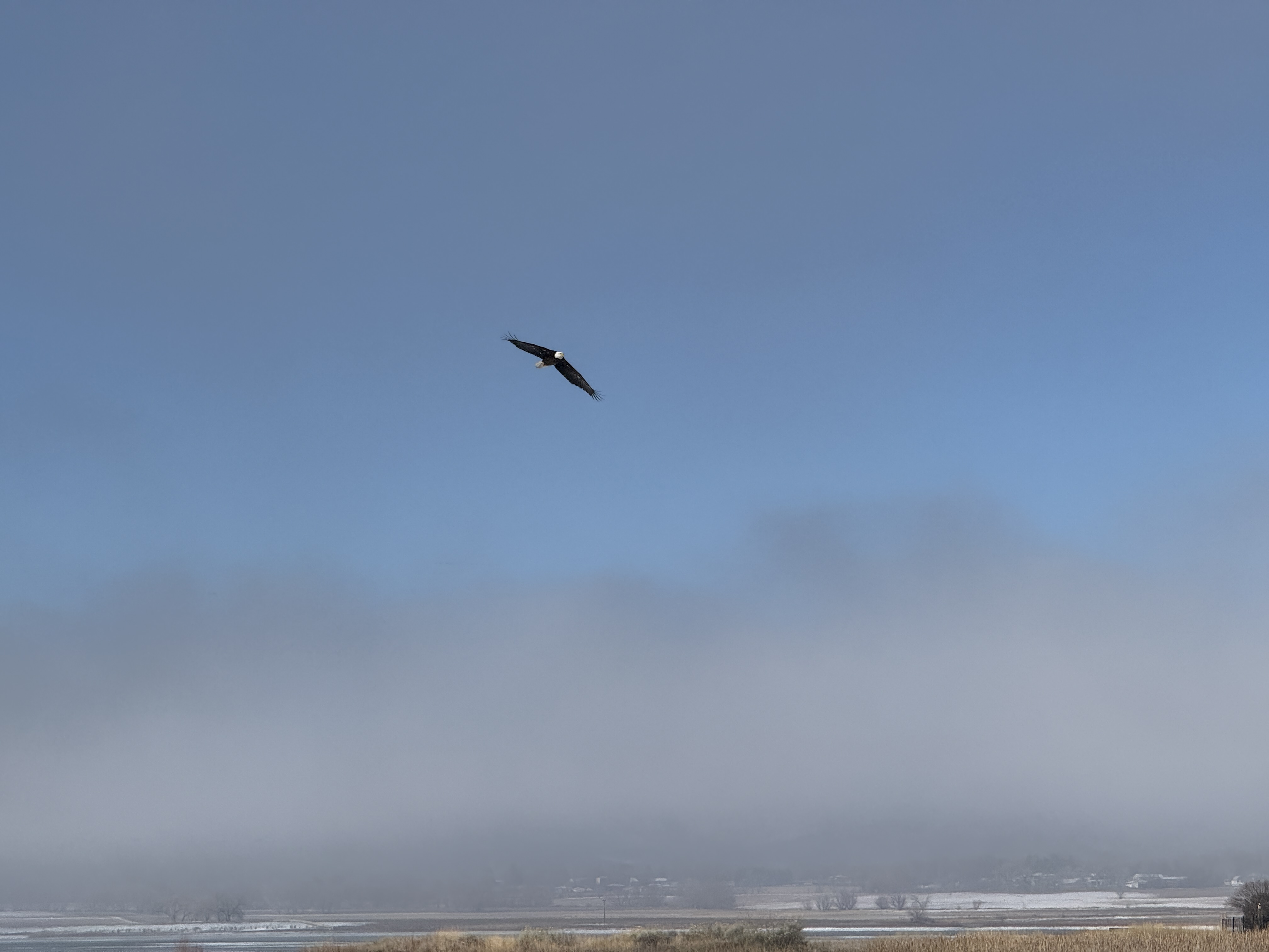 Flared wing tips over fog