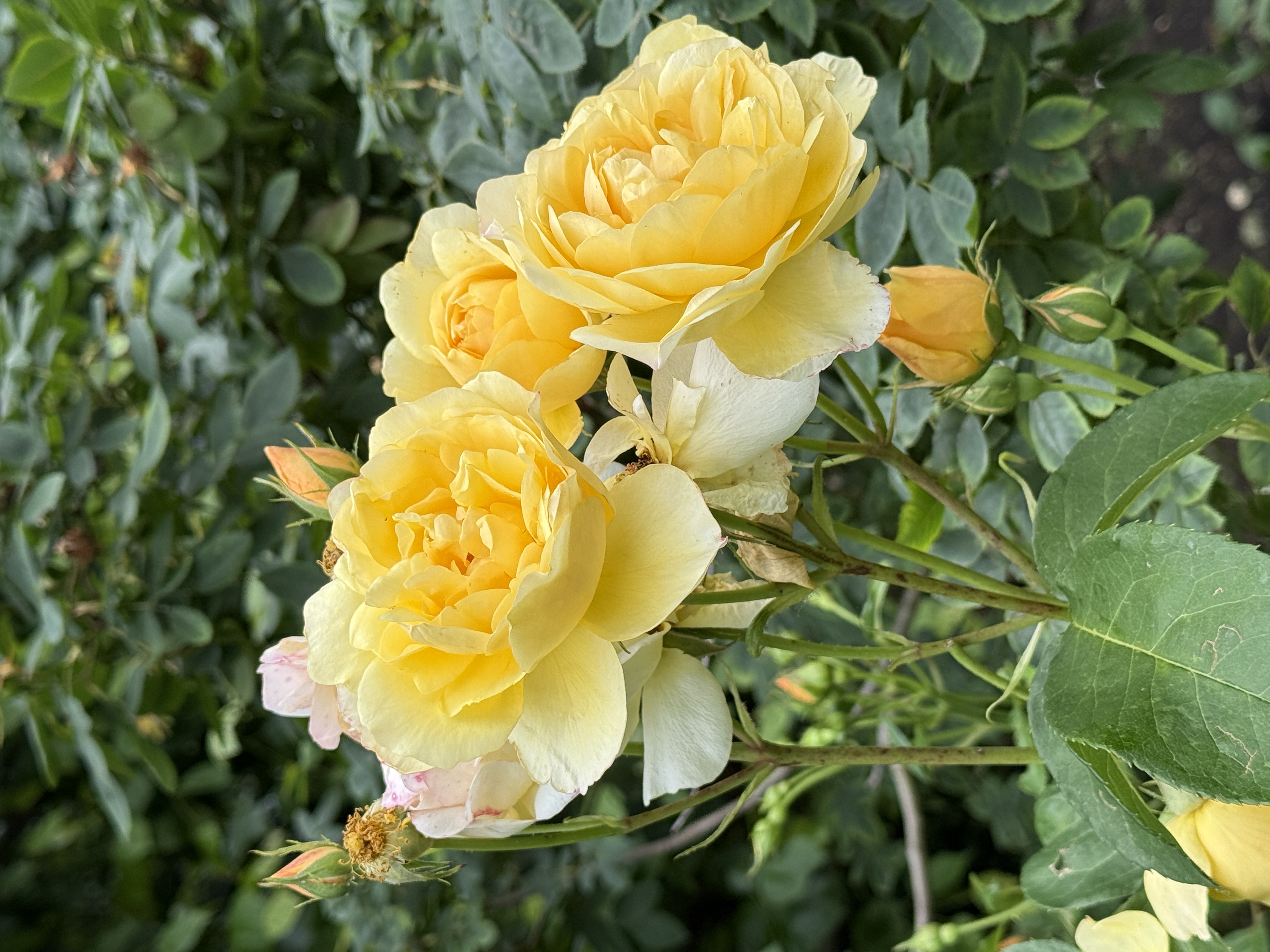 Yellow rose from the garden