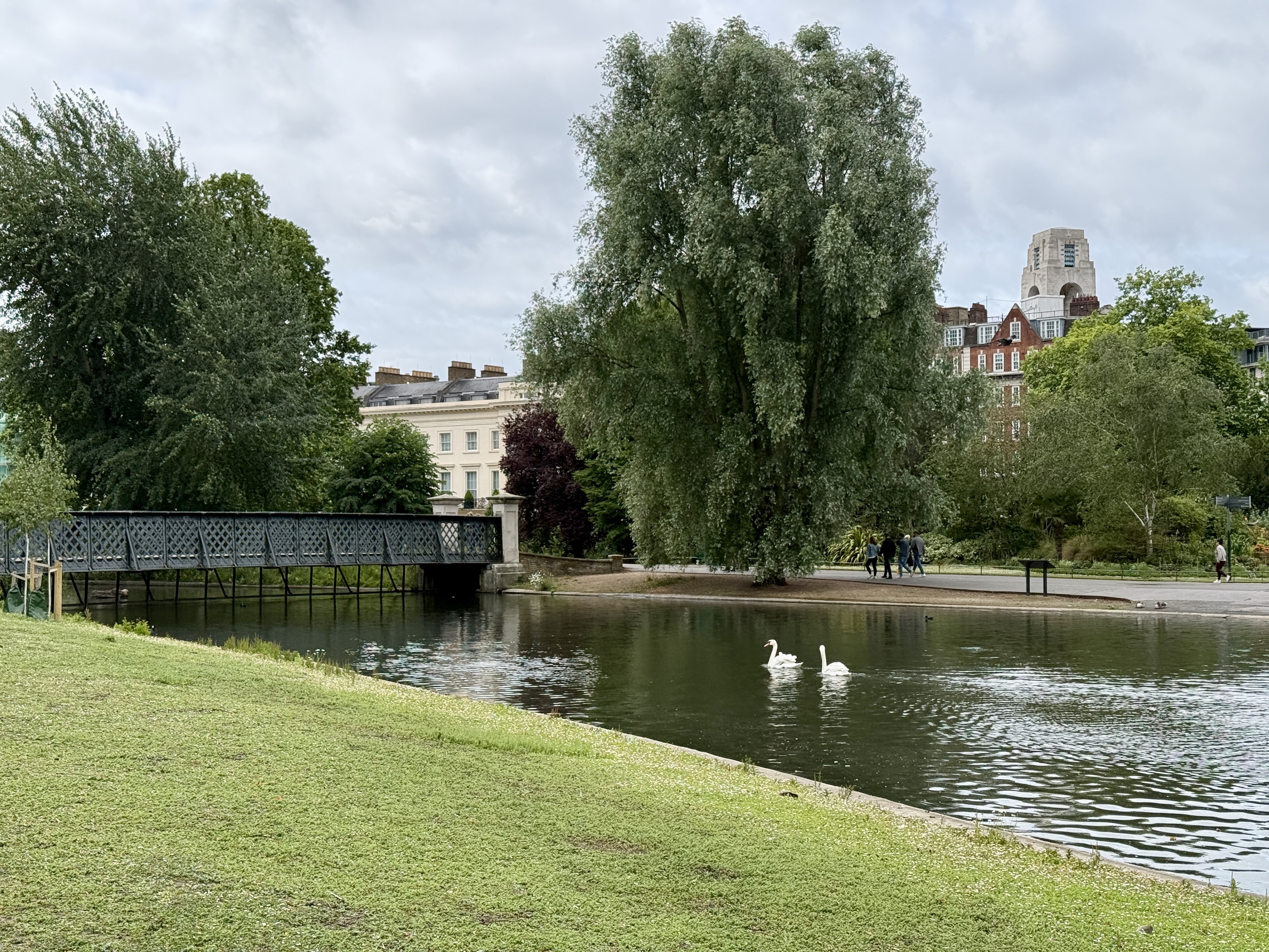 Swans in Regent's Park