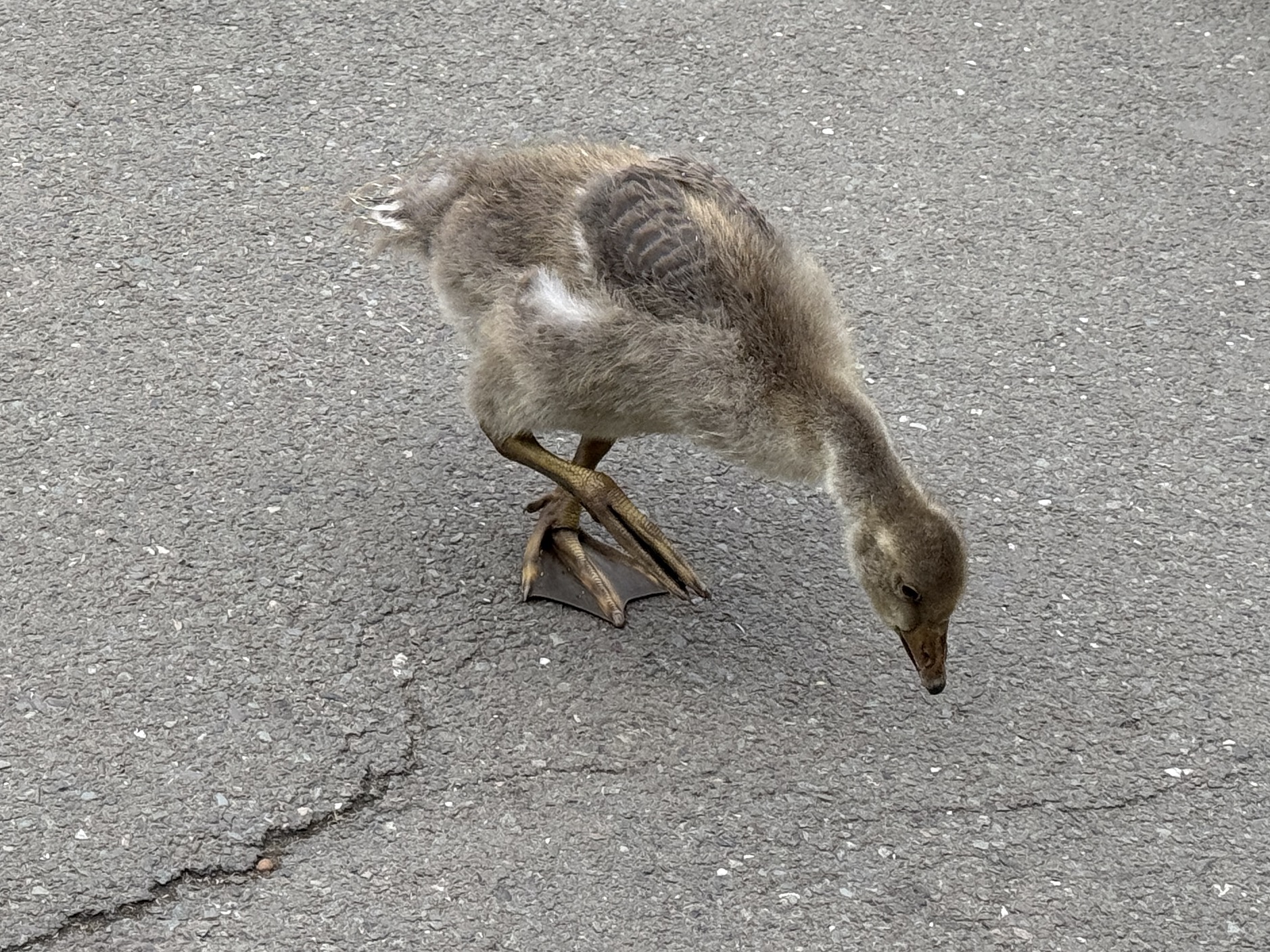Greylag goose gosling at Regent's Park