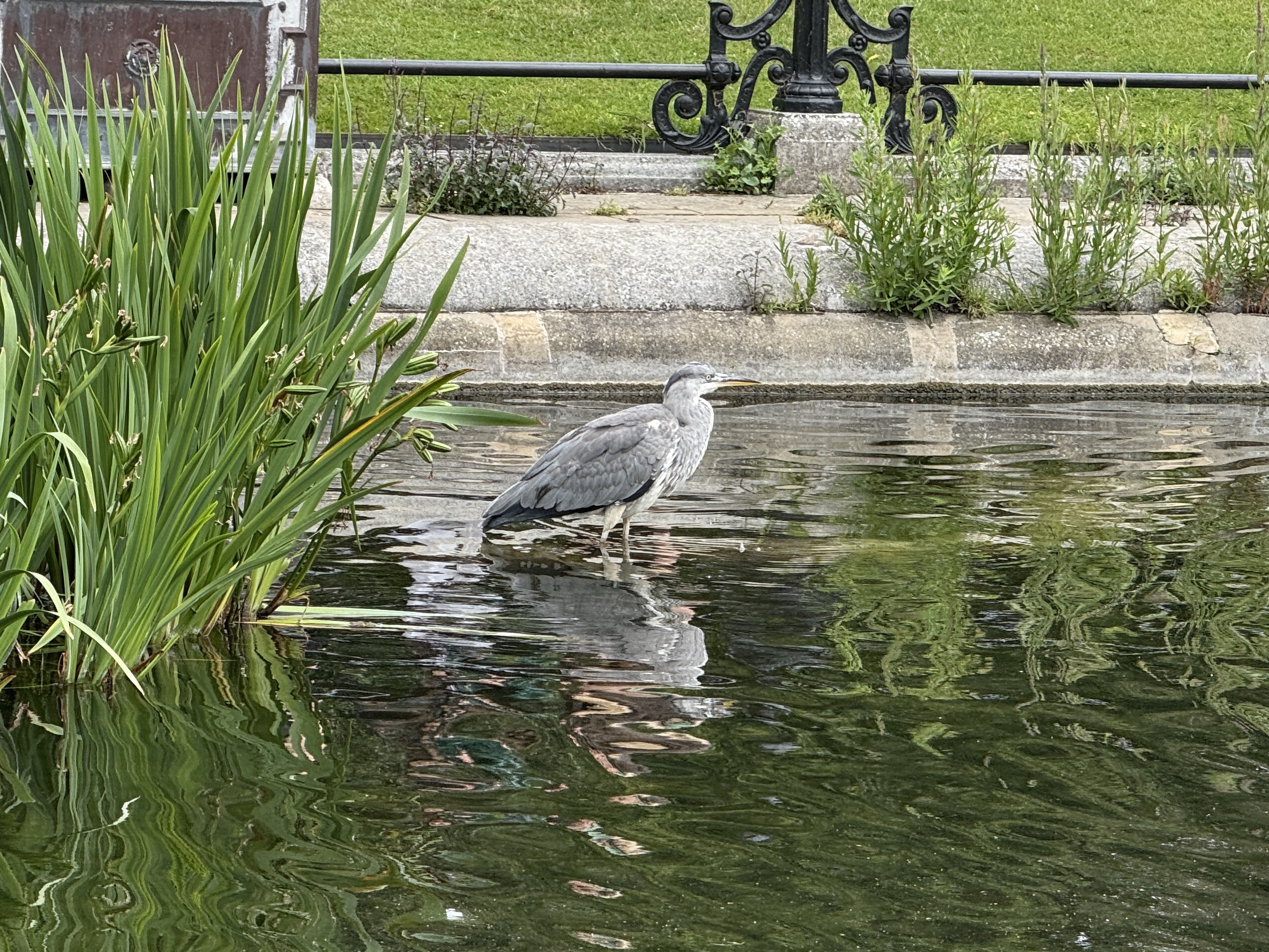 Grey heron at the Italian Gardens