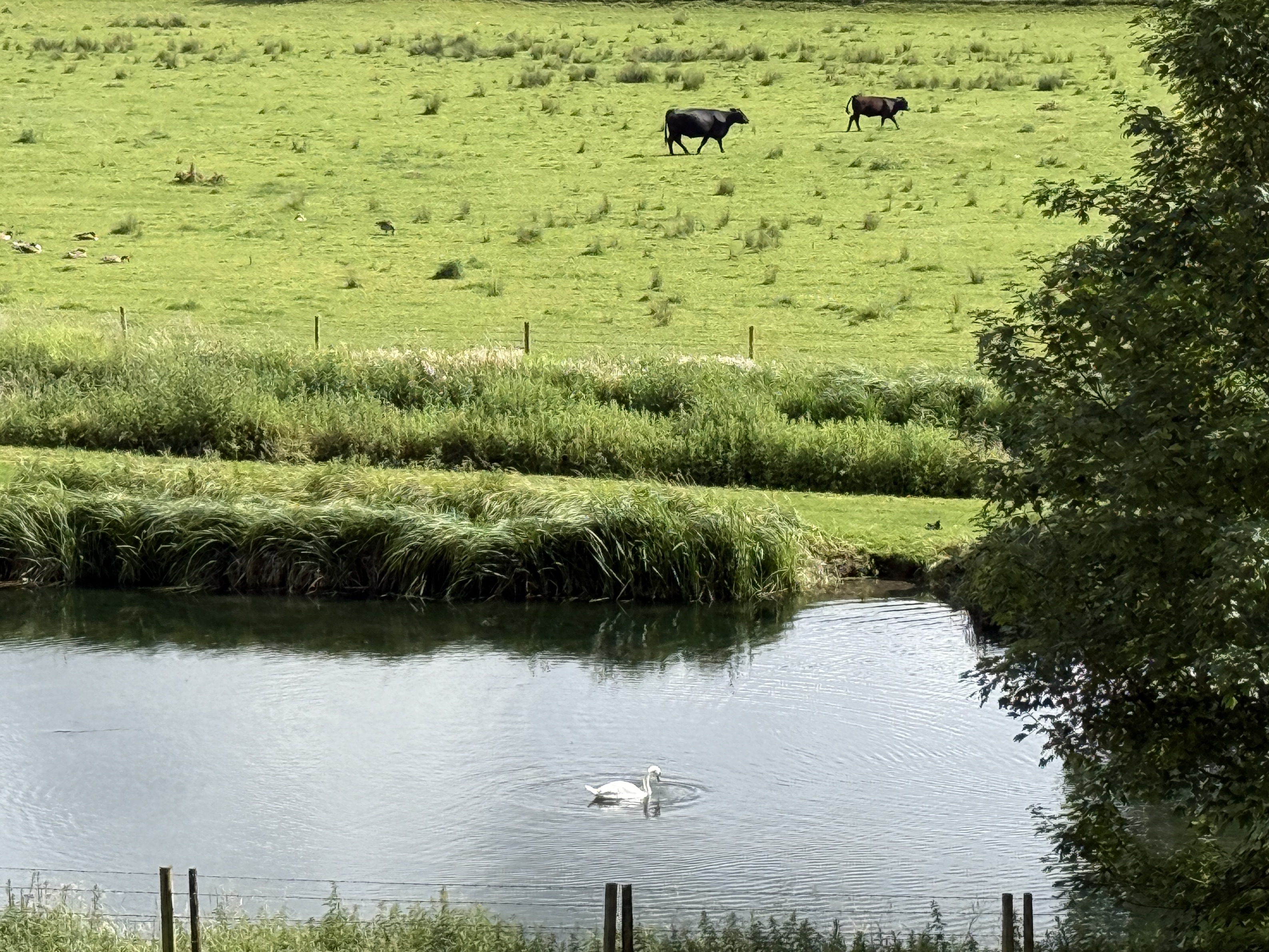 Swan in a pond