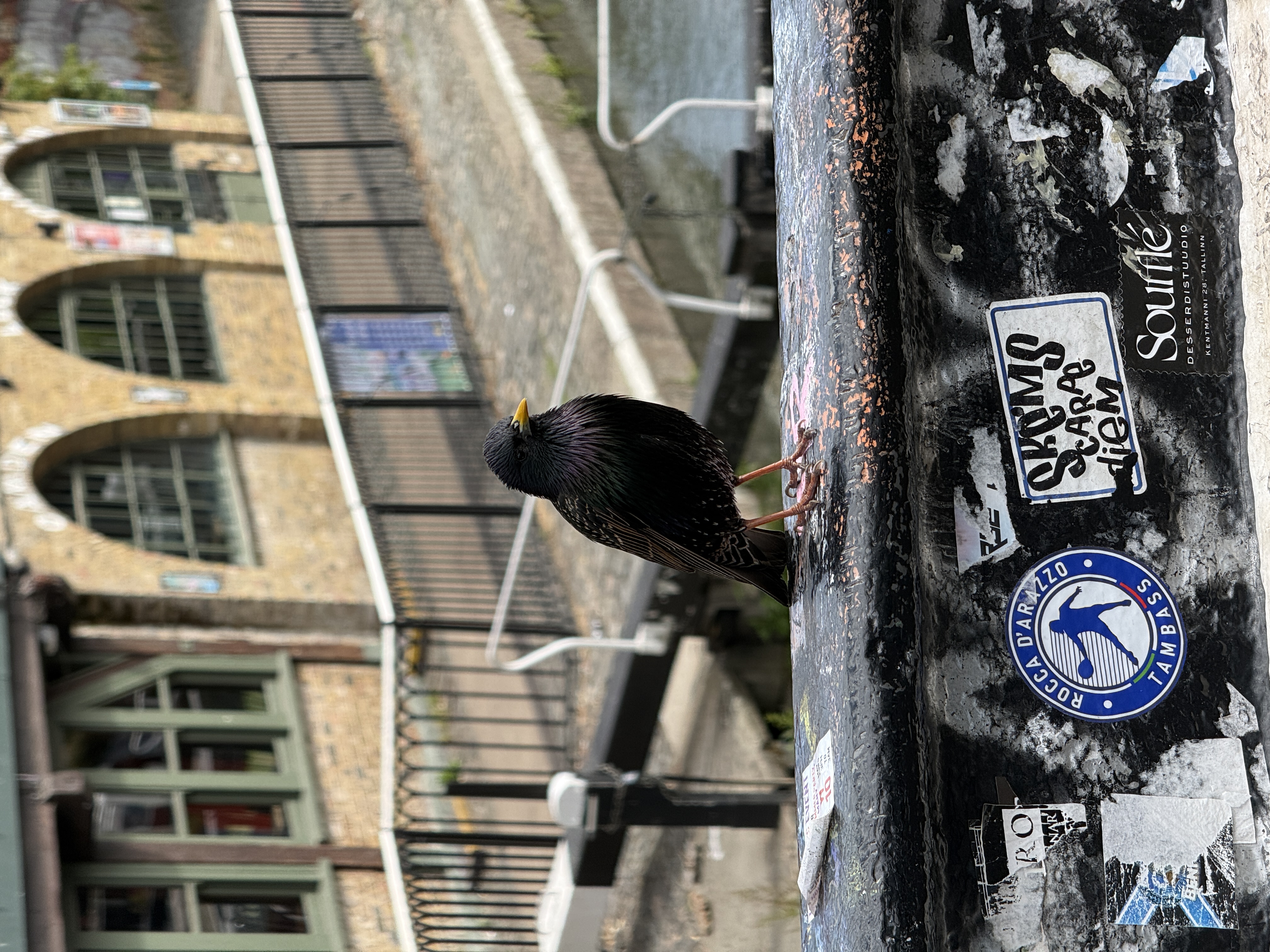 Starling at the locks