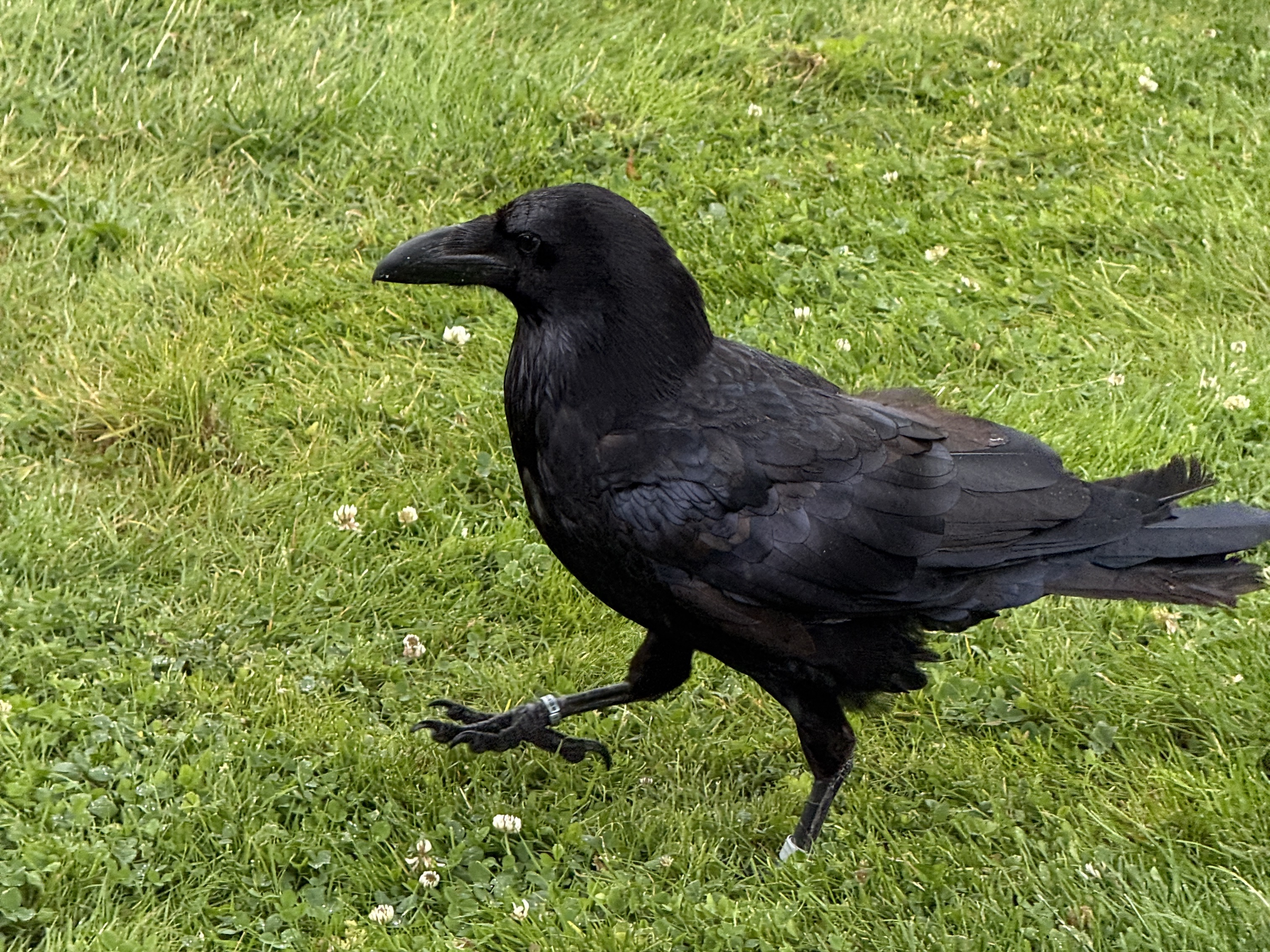 A Tower raven