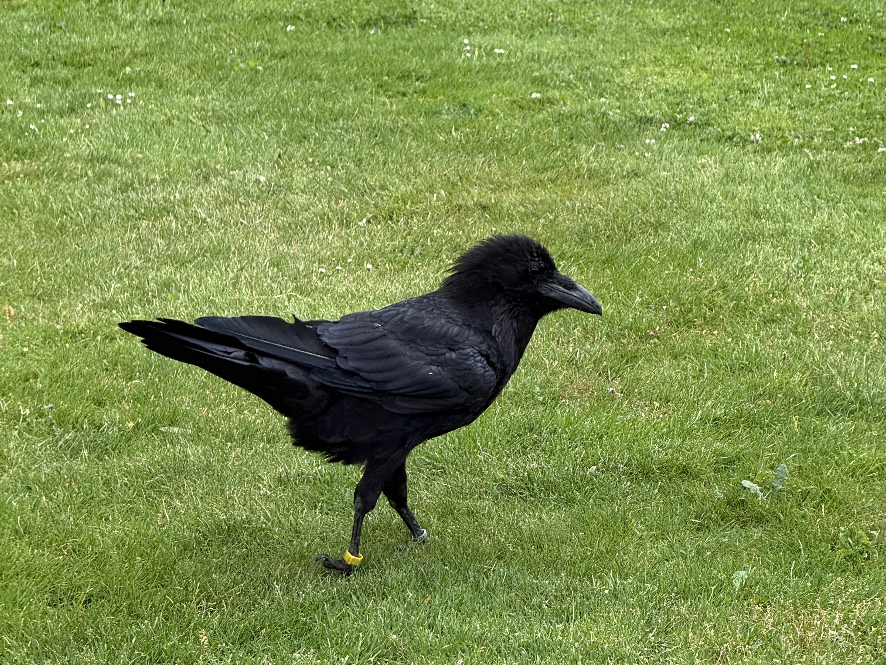 Tower raven with fluffy head feathers