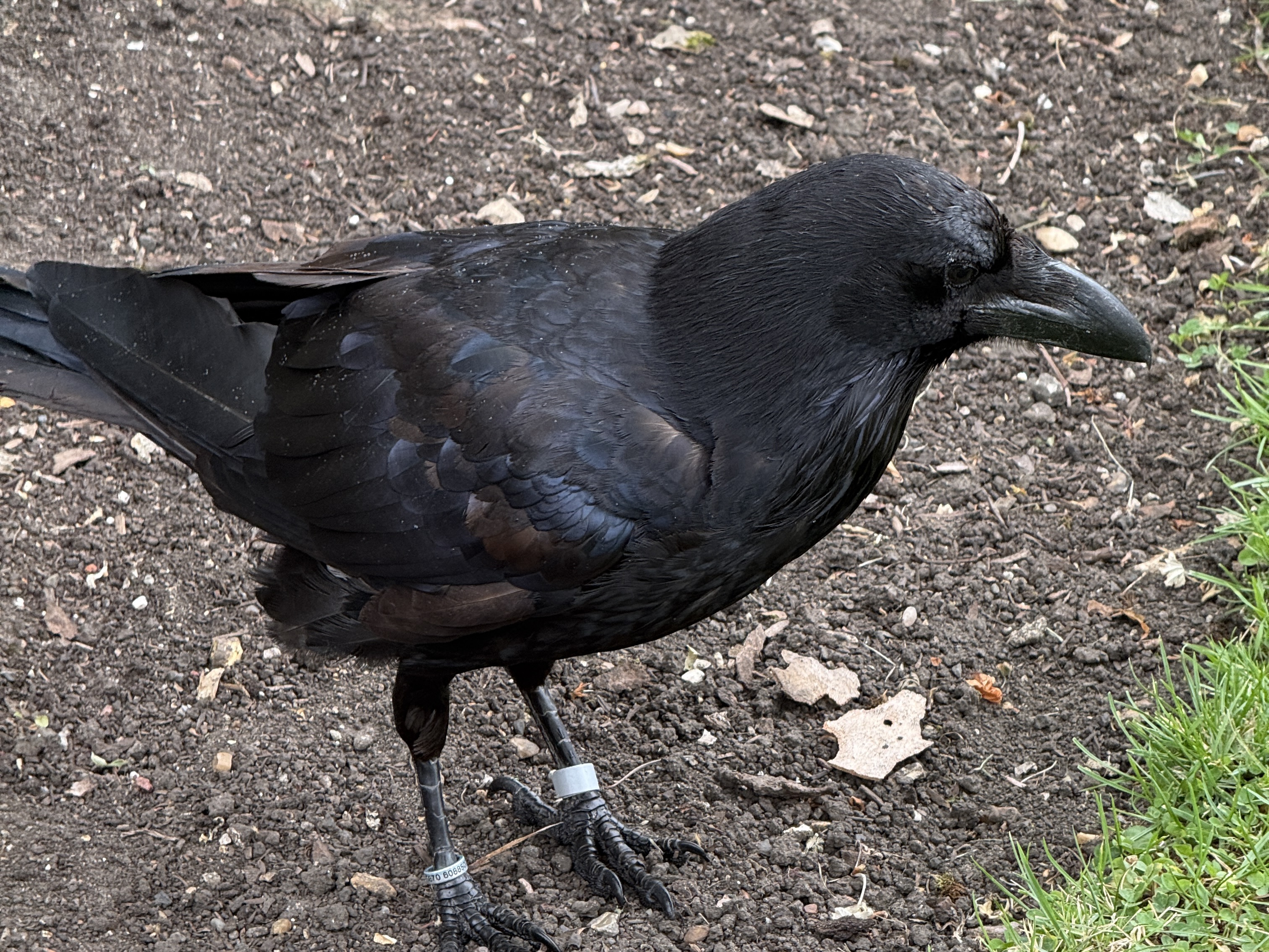 Shiny raven feathers