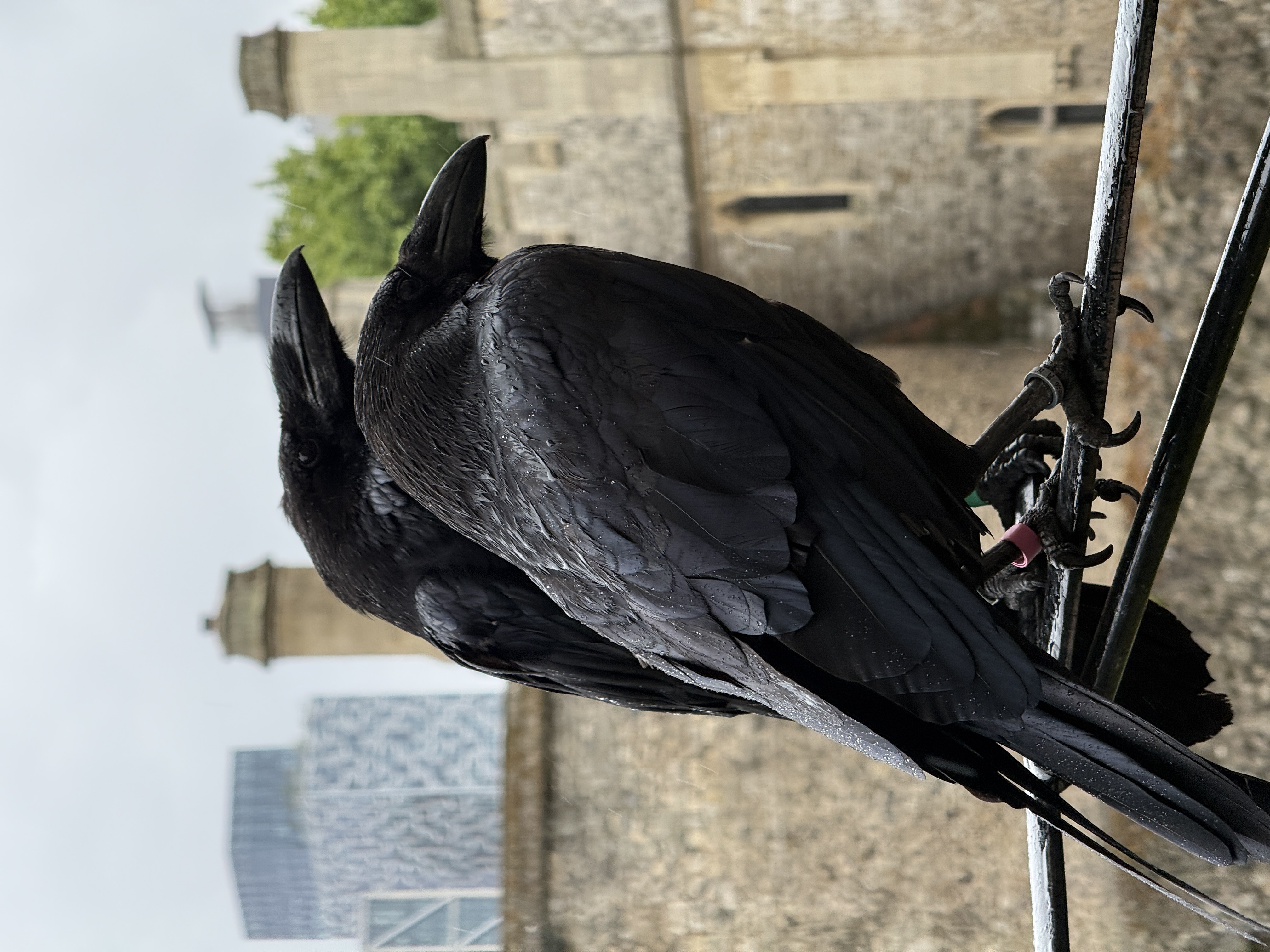 Ravens at the White Tower
