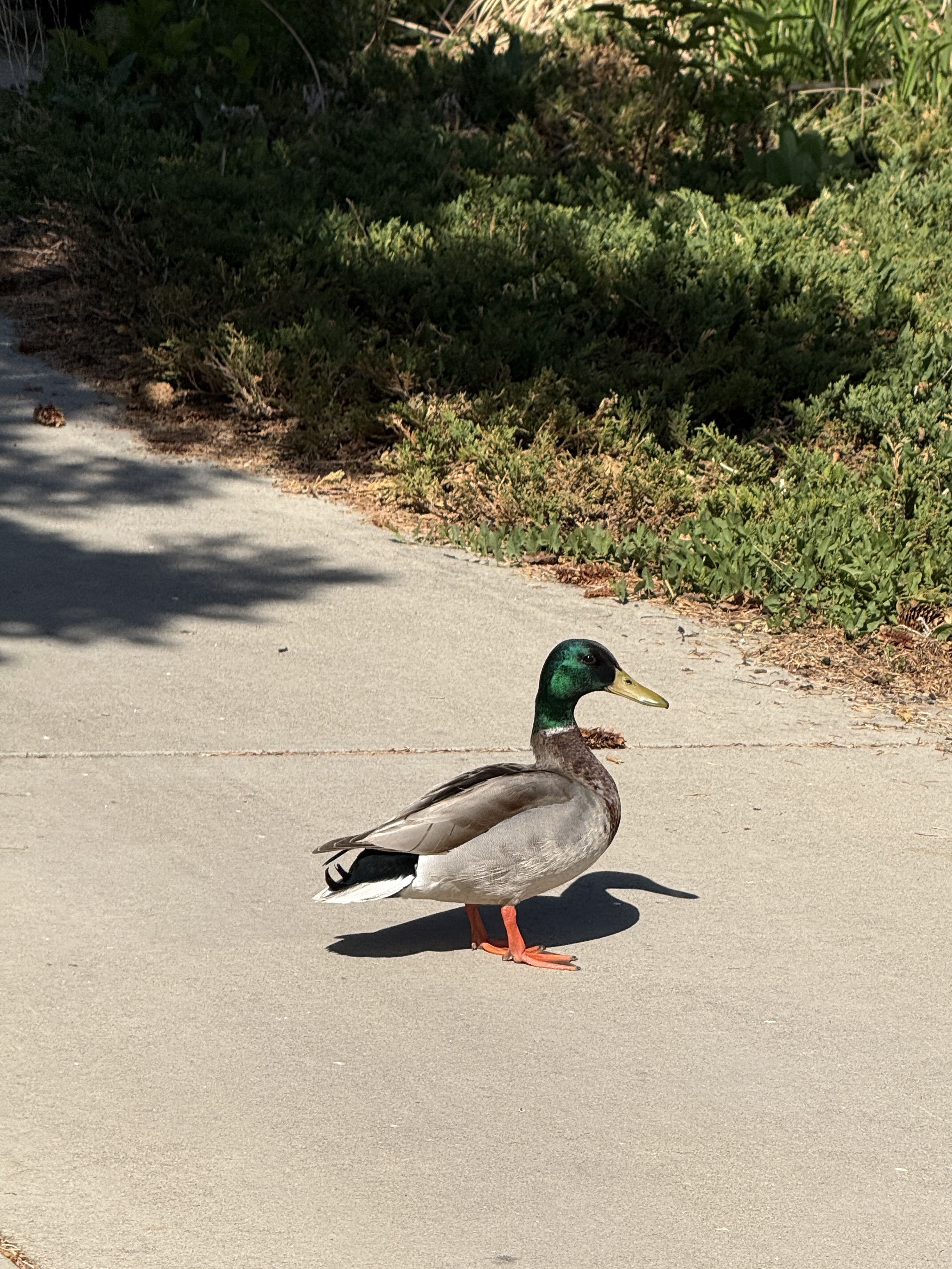 Mallard in the driveway