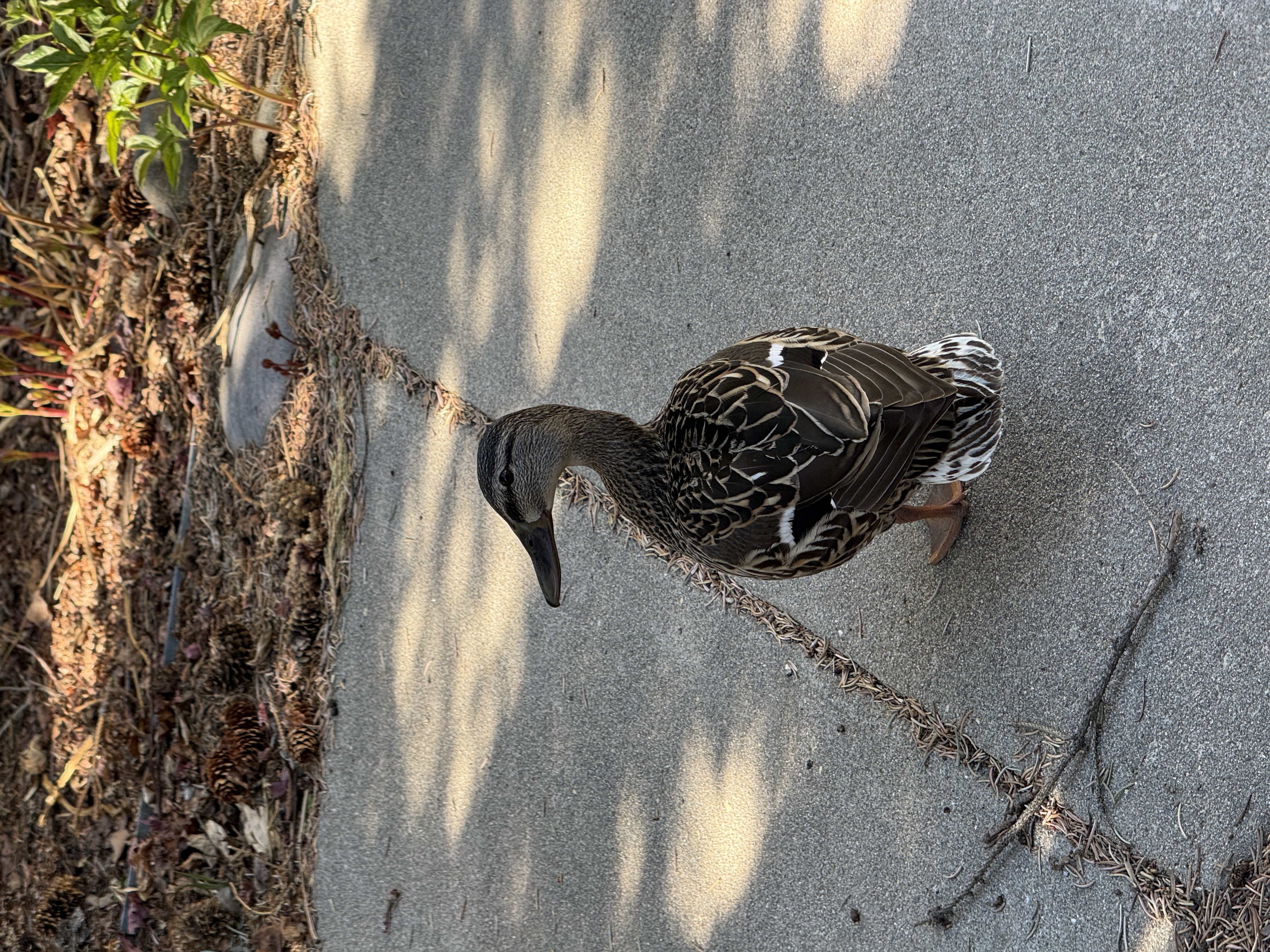 Mrs. Duck also in the driveway